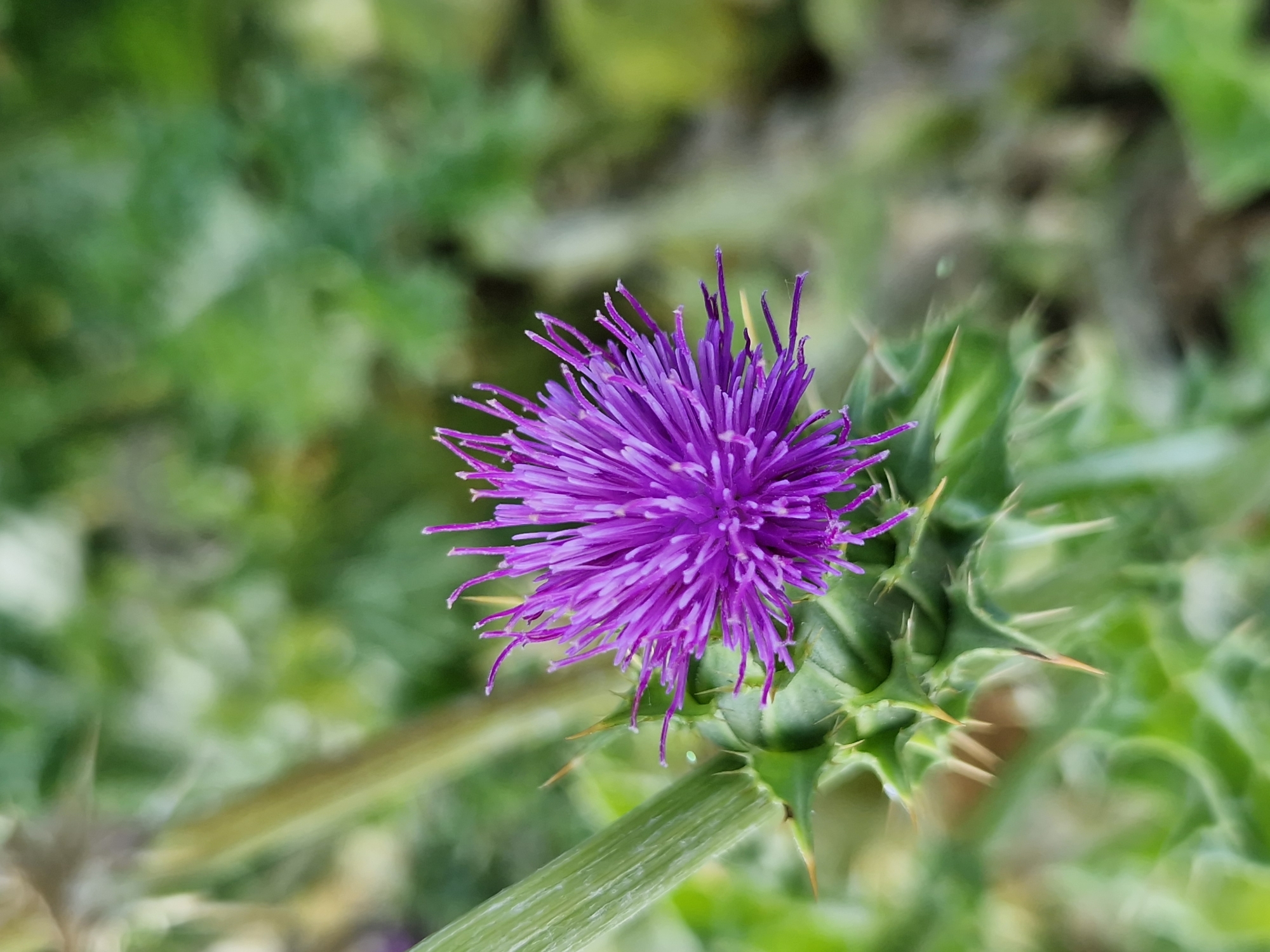 A close-up, outdoor, natural light photograph captures a single, vibrant purple thistle flower. The flower's bloom is in sharp focus, revealing its intricate, spiky petals. The stem and spiky green leaves of the thistle are also visible, some with sharp, yellow-tipped spines. The background is a soft, blurred bokeh of green foliage, suggesting a natural or garden setting. The scene is devoid of human presence or activity. The image has a shallow depth of field, isolating the thistle from its surroundings. There is no information or visual cues within the image that would indicate its location in Sofia, Bulgaria.