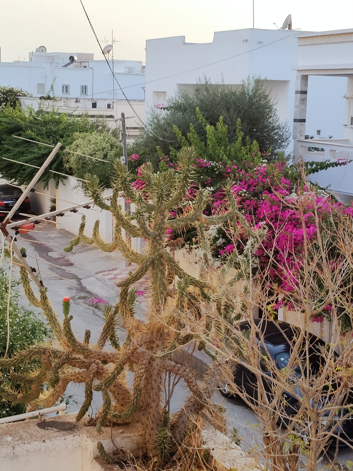 The image captures a scene in a residential area of Tunis, Tunisia. In the foreground, a large, thorny cholla cactus dominates the view, its branches reaching out in various directions. A single, small orange flower is visible on one of its stems. Behind the cactus, a cluster of vibrant pink and white bougainvillea flowers bursts with color, interspersed with green foliage. To the left of the bougainvillea, an olive tree with dark green leaves stands tall.
Further in the background, a paved street with a reddish and white checkered pattern on its edge is visible. A dark-colored car is parked on this street. Above the street and plants, modern white buildings with flat roofs and visible air conditioning units can be seen. Solar water heaters are also present on some rooftops, a common sight in Tunis. Various antennas and satellite dishes are mounted on the buildings. The overall atmosphere suggests a warm, sunny day in a Mediterranean urban setting.