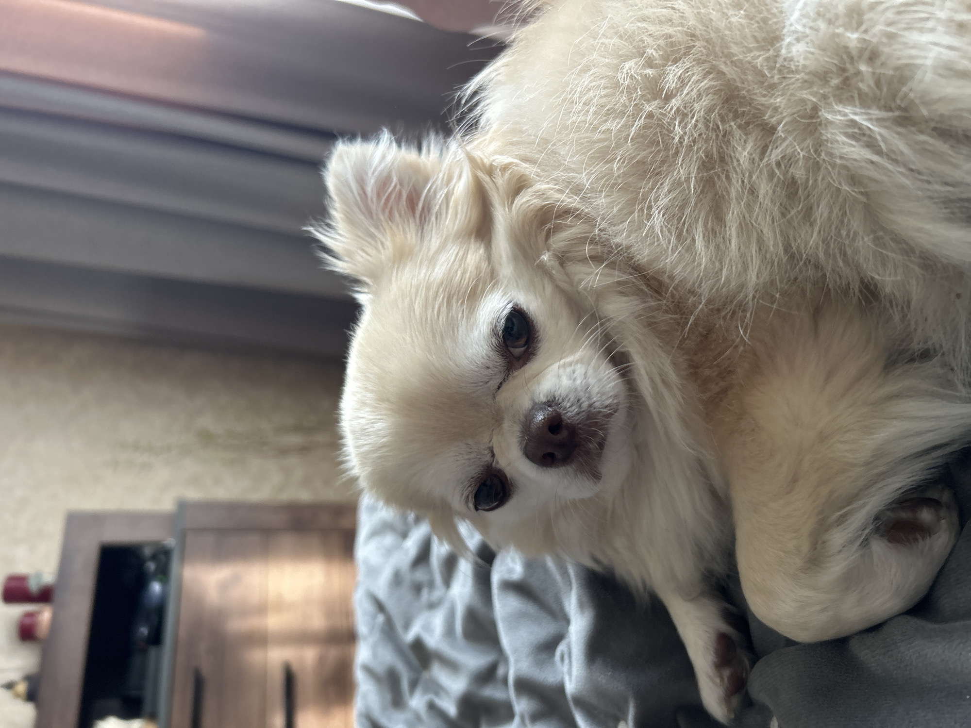A close-up, low-angle shot shows a light-colored, long-haired dog, likely a chihuahua, lying down on a gray blanket. The dog's head is tilted, and it's looking directly at the camera with dark eyes and a wet nose. Its ears are perked up, and its fur is fluffy and light beige. The background is blurred, showing hints of a dresser or cabinet with wooden doors and a wall with a textured pattern. The lighting suggests it's daytime, possibly indoors. The dog appears relaxed and alert.