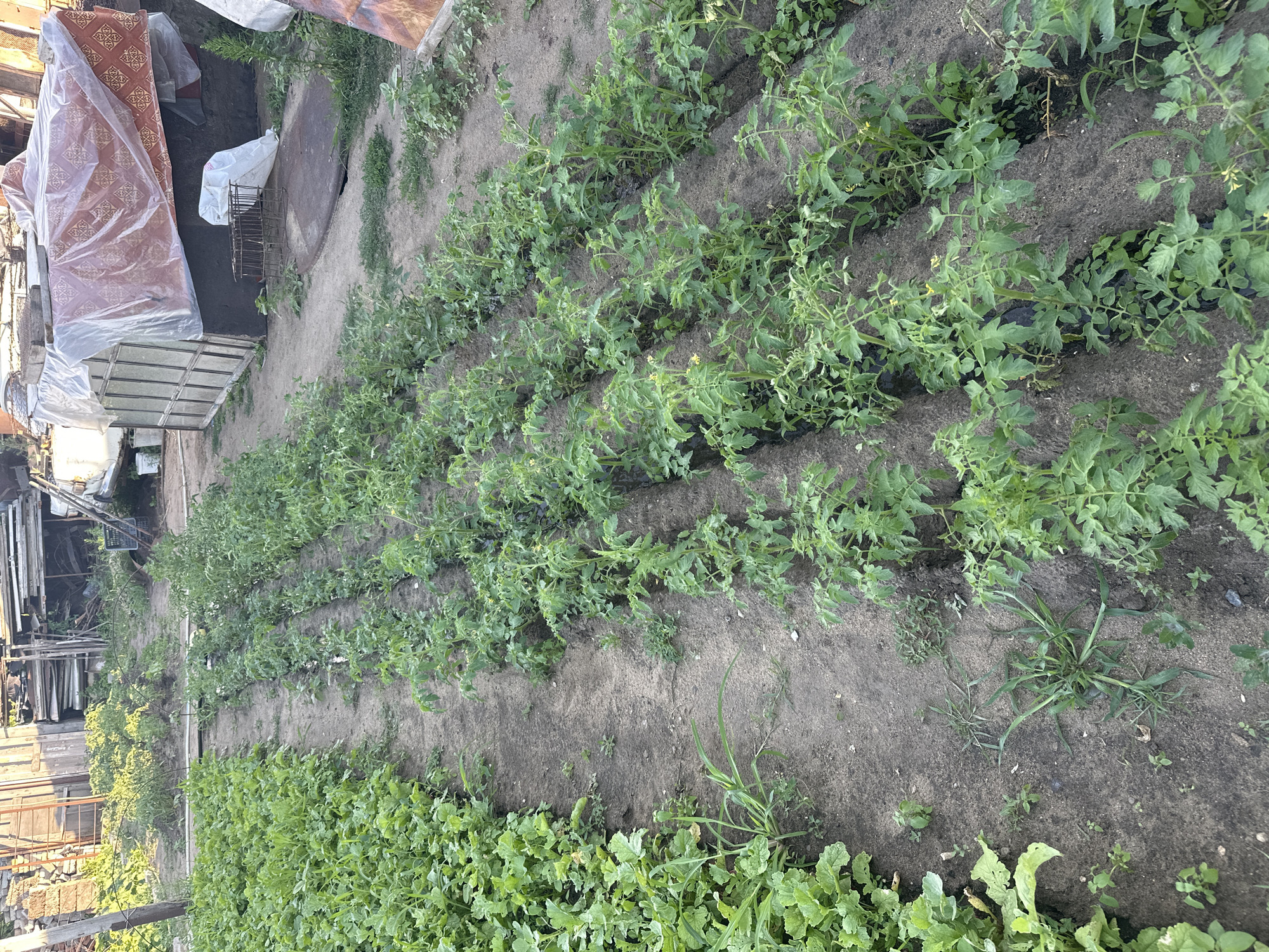 This image depicts an outdoor scene in Tobyl, Kazakhstan, showing a garden with rows of green plants. The main subjects are the plants themselves, which appear to be young tomato plants, identifiable by their leafy green foliage and the presence of small yellow flowers on some of them. These plants are arranged in neat rows in dark soil. In the foreground, there is another patch of dense, leafy green plants, possibly a different crop like radishes or leafy greens.
To the left of the garden, there are several objects. A large, patterned mattress covered in clear plastic is visible, along with some white bags and a metal cage or rack. Further to the left, there are wooden structures and some fencing, suggesting a backyard or agricultural setting.
The scene appears to be outdoors during the daytime, with natural light illuminating the garden. The weather seems fair, as the plants look healthy and there's no indication of rain or harsh conditions. The overall impression is that of a functional garden, likely tended for personal use or small-scale farming. There is no visible text in the image.