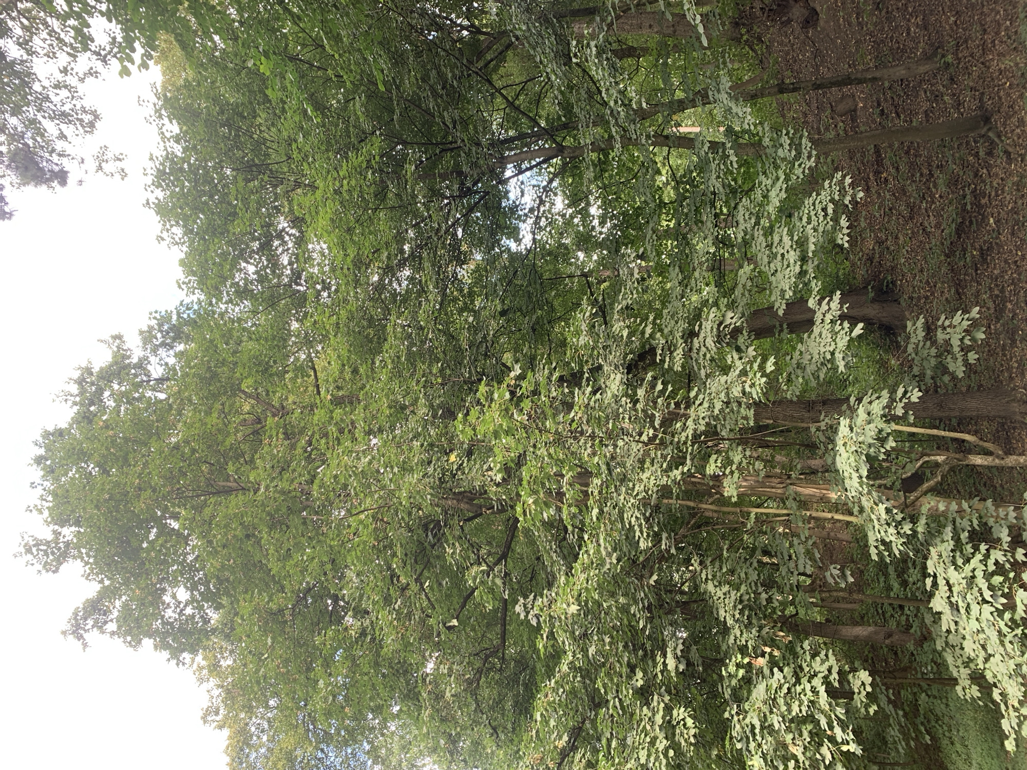 The image depicts a dense, leafy forest scene, possibly part of a park or wooded area within the city of Lviv, Ukraine. Tall trees with abundant green foliage dominate the frame, creating a canopy that allows slivers of light to filter through. The ground is covered in fallen leaves and undergrowth. The perspective is from below, looking up into the trees and the sky, which is mostly obscured by the leaves. There are no people or animals visible in the image. The overall impression is one of natural seclusion and lush vegetation.