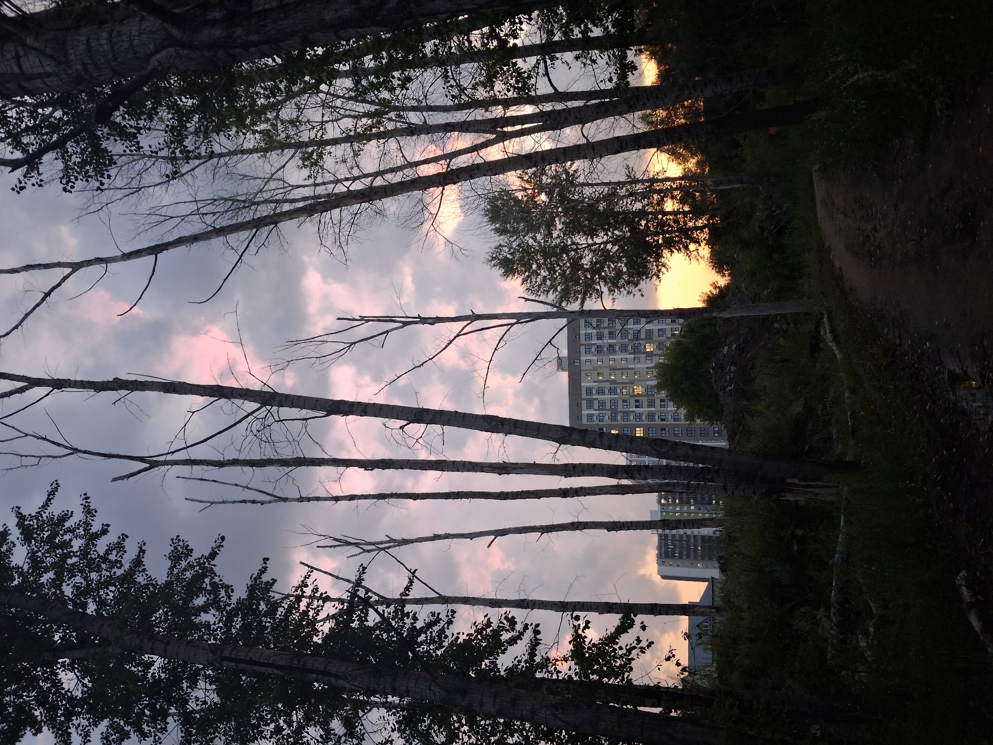 The image depicts a view from a wooded area looking towards a city skyline at dusk. In the foreground, a dirt path winds through dark foliage and trees, some of which are bare and skeletal. Behind the trees, several multi-story buildings are visible. One prominent building, likely an apartment complex, is illuminated with many lit windows. The sky above is cloudy with hints of pink and orange, suggesting the setting sun. The scene appears to be on the outskirts of a city.
Based on the architectural style of the buildings and the presence of birch trees, this scene is likely located in Novosibirsk, Russia. The image captures a transition from a natural, somewhat wild environment to an urban one, with the lights of the city beginning to glow as daylight fades. There are no people or animals visible in the image, and no actions or interactions are taking place. The overall impression is one of quiet observation of the encroaching twilight in a semi-urban landscape.