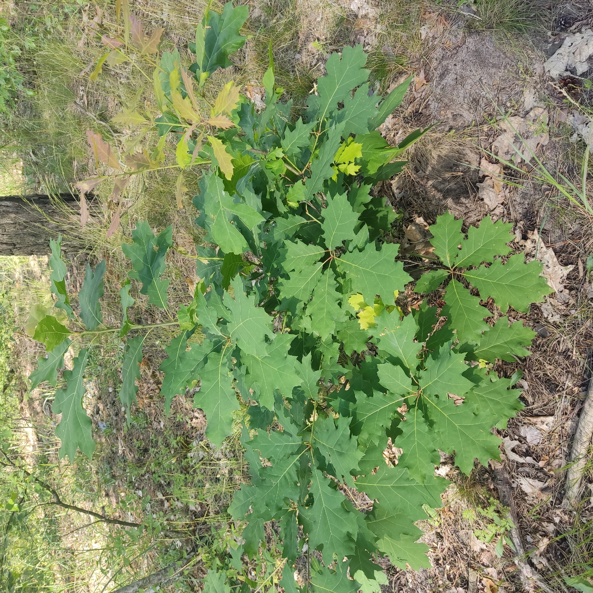 In a woodland setting, two young oak saplings are the primary subjects. The larger sapling, on the left, displays vibrant green, lobed leaves. The smaller sapling, to the right, shows some leaves with a reddish-brown hue, suggesting a different stage of growth or perhaps a different species. Both saplings are situated on the forest floor, which is covered in fallen leaves, pine needles, and dried grass. In the background, the trunk of a mature tree is visible, along with the dappled sunlight filtering through the surrounding foliage. The ground appears sandy and dry. There are no people or animals present.