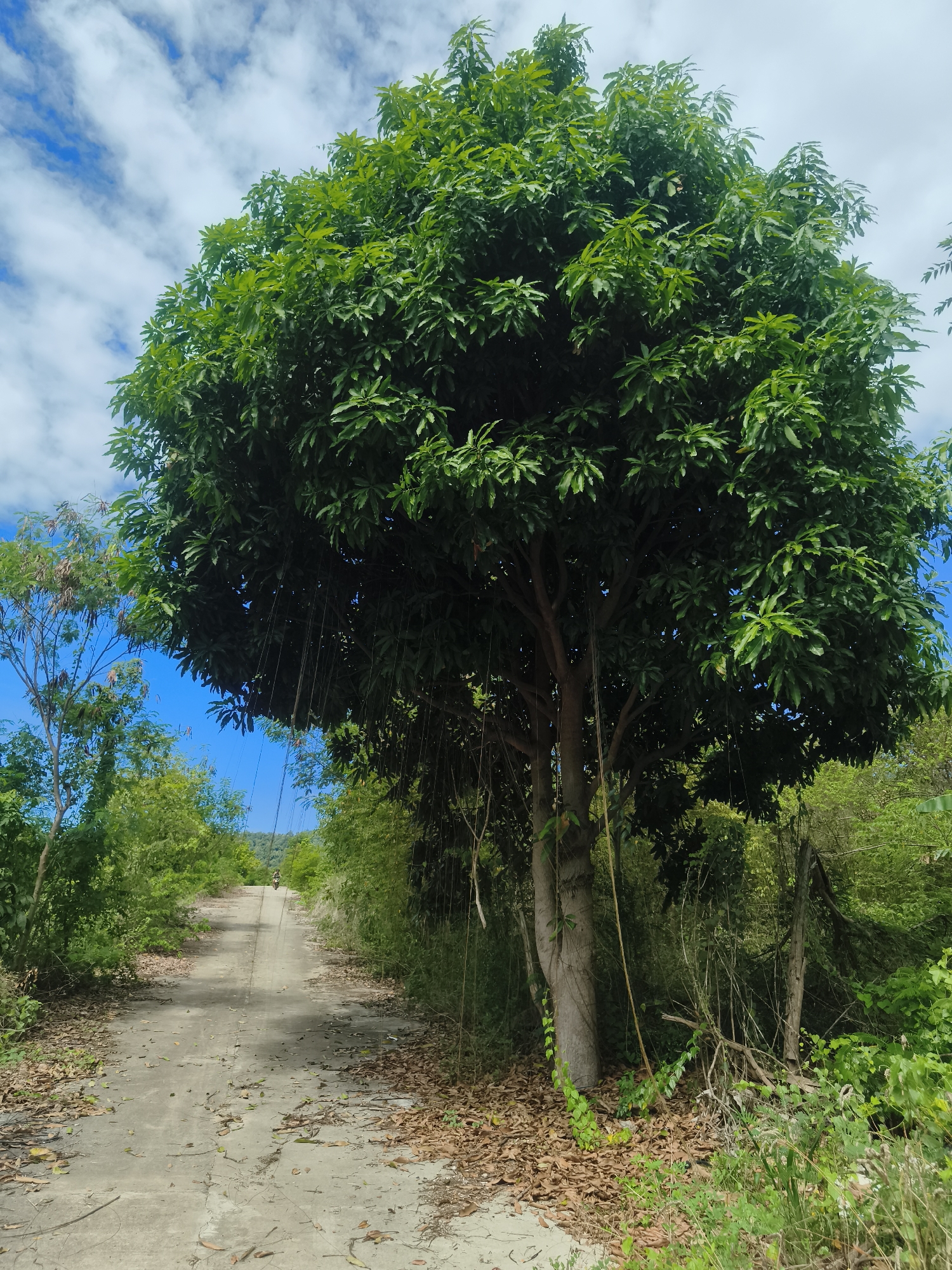 The image depicts a rural scene in บ้านบางรักษ์, Thailand. A dirt road leads into the distance, lined with dense green vegetation on both sides. Dominating the foreground on the right is a large, mature tree with a thick, rounded canopy. Thin, vine-like structures hang from its branches. The road surface is light-colored and strewn with fallen leaves. In the background, the road ascends a slight hill, and a distant figure appears to be riding a motorcycle. The sky is blue with scattered white clouds.