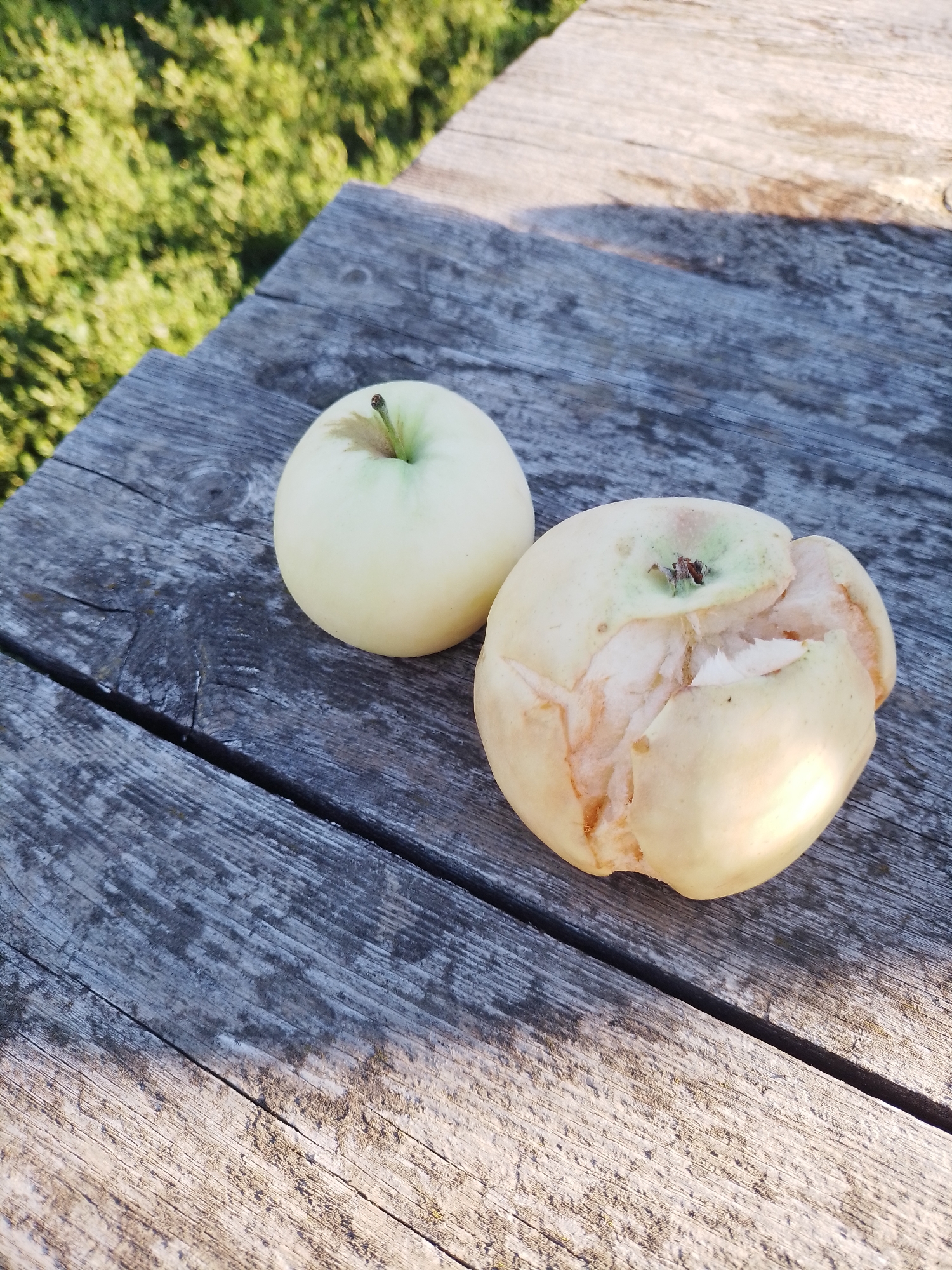 Two apples are resting on a weathered wooden surface. One apple is intact and a pale yellow-green color, with a short stem. The other apple is damaged, with large sections of its peel missing, revealing the pale flesh underneath. The wooden surface is made of planks with visible grain and cracks, and appears to be outdoors. In the background, blurred green foliage suggests a natural setting. The scene is illuminated by sunlight, casting shadows on the wood. This image was taken in Ustyvytsia, Ukraine.