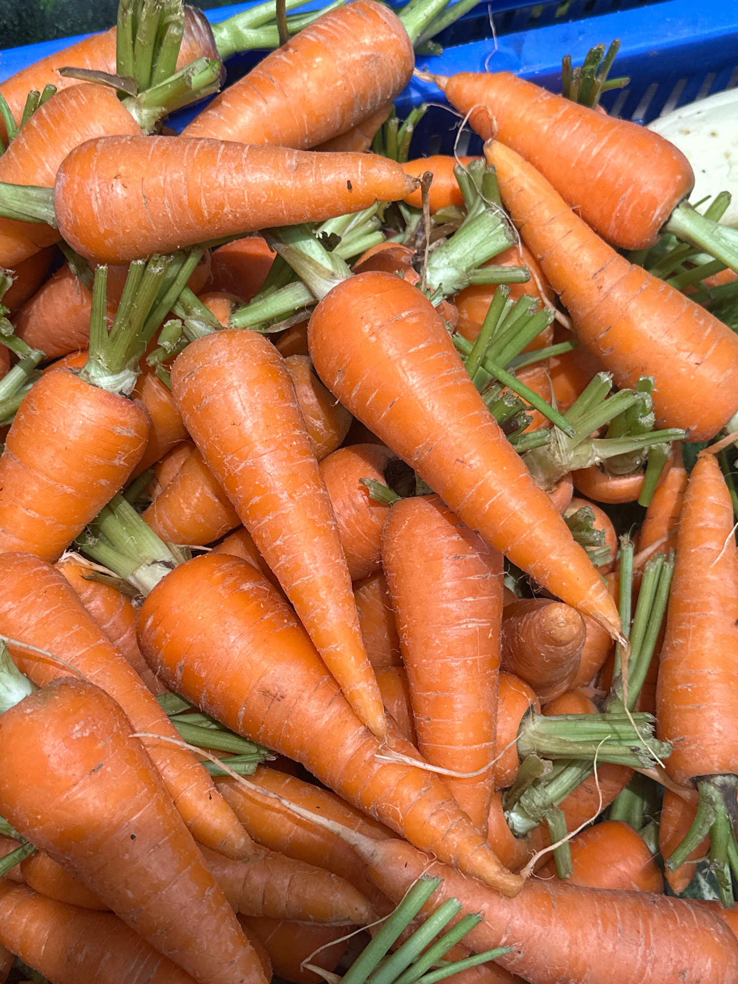 A close-up, overhead shot shows a pile of fresh, unpeeled carrots with green tops. The carrots are orange and have a conical shape, tapering to a point. They are arranged in a jumbled fashion, with some overlapping. The lighting is natural, casting soft shadows. The background is blurred, but appears to be a blue plastic crate, suggesting they are in a market or storage area. There are no people visible in the image. The scene depicts a harvest or a grocery display of carrots. The location is not specified in the image.