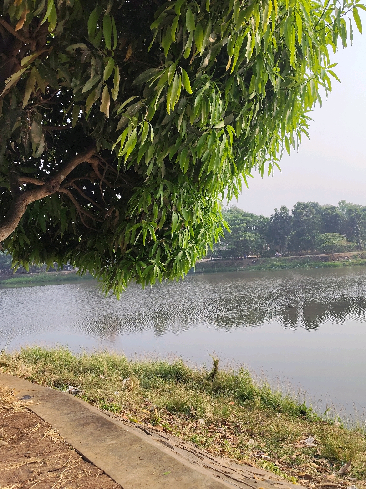 The image depicts a calm body of water, likely a river or lake, bordered by a grassy bank and a concrete edge in the foreground. A large tree with dense green foliage dominates the left and top portions of the frame, its branches extending over the water. Across the water, a line of diverse trees forms the distant bank, with a clear sky overhead. The overall scene suggests a park or natural setting within a city. The provided context specifies the location as Cileduk, Indonesia, implying this scene is within that urban area. There are no discernible individuals or specific actions captured in this still image.