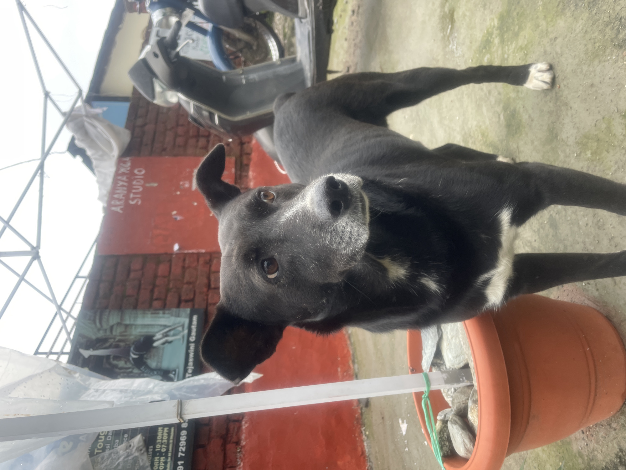 An adult, medium-sized, black and white mixed-breed dog is standing in the foreground, looking to its right. The dog has brown eyes, floppy ears, and white markings on its chest and paws. It is positioned in front of an orange plastic planter containing stones and a white pole.
In the background, a brick wall is visible, painted red on the left and with a sign that reads "ARANYA YOGA STUDIO" in white letters on the right. To the left of the brick wall, a poster of a woman doing a yoga pose is displayed. A light-colored tarp is draped over a structure behind the wall, and a scooter is parked to the right of the dog. The ground appears to be wet, suggesting it might have recently rained. The overall environment suggests an outdoor urban setting, possibly in a residential or commercial area like Bhagsu, India, given the signage.