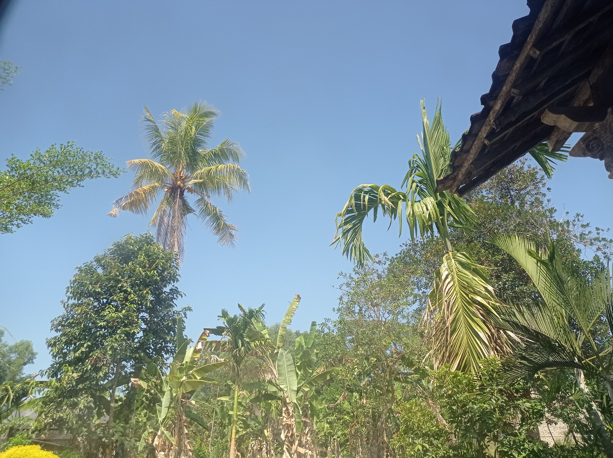 This is a photograph taken from a low angle, looking up at a clear blue sky above a lush, green canopy of various trees and plants, likely in Sumbernadi, Indonesia. The vegetation is dense, featuring palm trees with coconuts visible on one, and large, broad leaves characteristic of banana plants. In the upper right corner, a portion of a dark, weathered roof with exposed wooden beams suggests the presence of a building or dwelling. The overall impression is one of a tropical, natural environment on a sunny day.