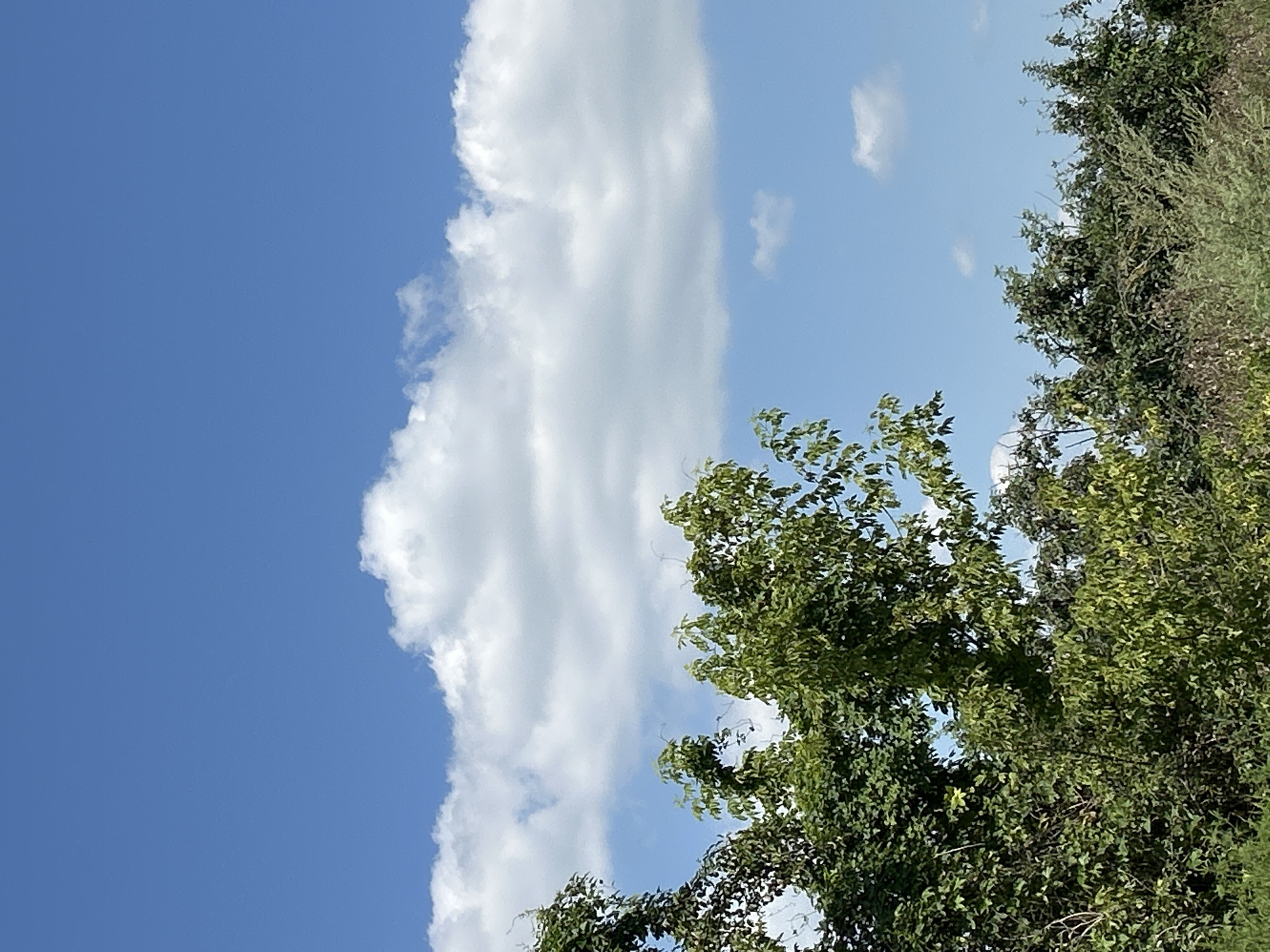 The image shows a clear blue sky with a band of fluffy white clouds stretching horizontally across the middle. Below the clouds, the tops of green trees and bushes are visible, creating a natural landscape. The vegetation appears lush and dense. There are no people or man-made structures evident in the frame. The scene is typical of an outdoor natural environment under a sunny sky, possibly in a rural or park-like setting.