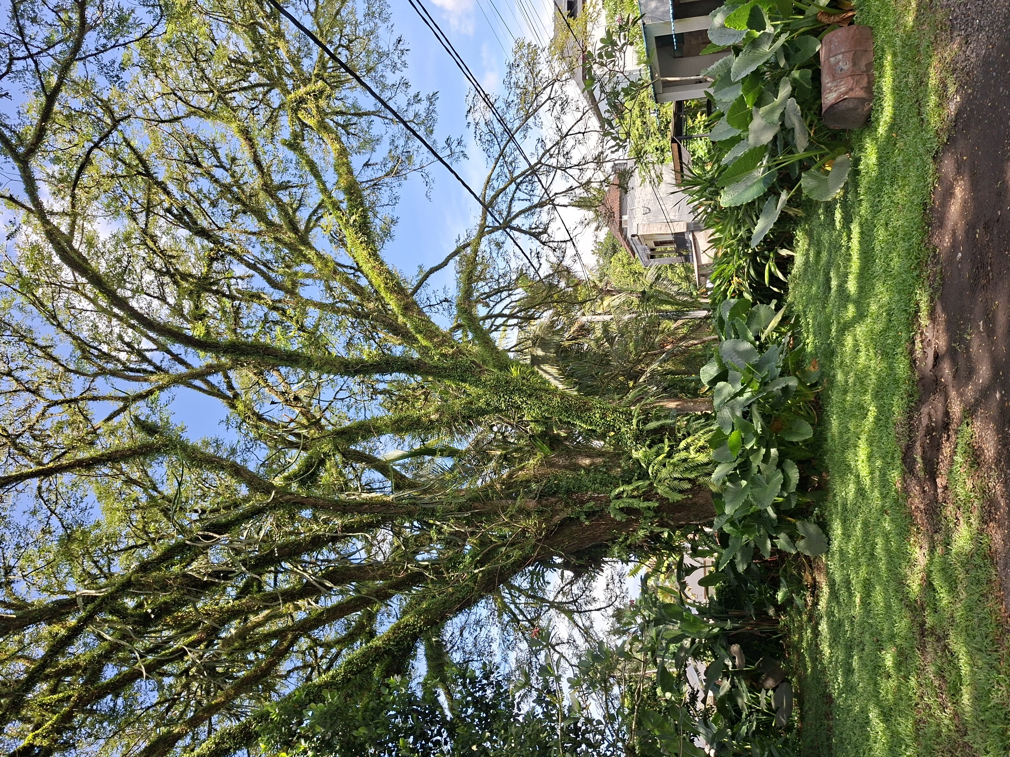 This image presents a vibrant outdoor scene characterized by lush tropical vegetation, likely situated in the Ubud District, Indonesia. The dominant feature is a massive, old tree occupying the left and central parts of the frame. Its thick branches are densely covered with an abundance of bright green moss, ferns, and other epiphytic plants, creating a rich texture against a clear blue sky dotted with scattered white clouds.
To the right, a well-maintained strip of vivid green grass runs alongside a dark dirt or gravel path. Sunlight streams into the scene, casting distinct patterns of light and shadow across the grass, suggesting a clear day, possibly morning or late afternoon. Behind the grassy area, a dense array of large-leafed plants, potentially taro or similar species, along with various ferns, forms a verdant undergrowth. An old, rusted metal barrel or drum is partially visible nestled among these plants.
In the background, on the right, several modern buildings with light-colored walls and dark architectural details are discernible, hinting at residential structures or guesthouses. Black power lines crisscross the sky, connecting to or passing over these buildings. The scene exudes a sense of natural tranquility and abundant growth, typical of a humid tropical environment. There are no people visible, and no specific activity is occurring. No text is visible in the image.
