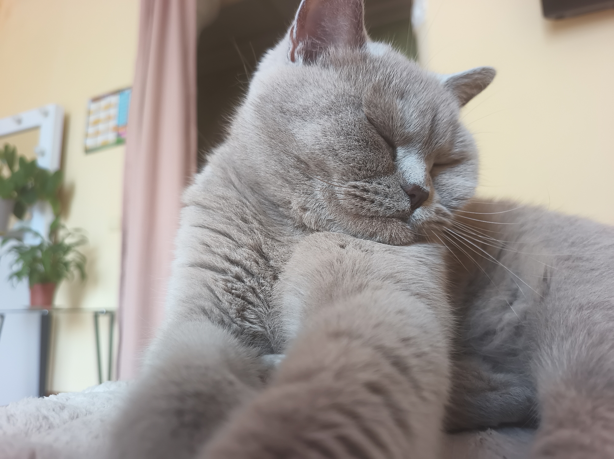 A close-up, eye-level, slightly low-angle shot shows a light gray cat sleeping on a fluffy, light-colored surface. The cat's eyes are closed, and its head is turned to the right, with its right paw resting on its chest. The cat's fur is short and dense. In the blurred background, a pale pink curtain is visible to the left of the cat, and a pale yellow wall is visible to the right. A potted green plant is also visible in the background to the left, on a shelf with a mirror behind it. The image is taken indoors, likely in a domestic setting. There is no indication of the specific location within Ternopil, Ukraine.
