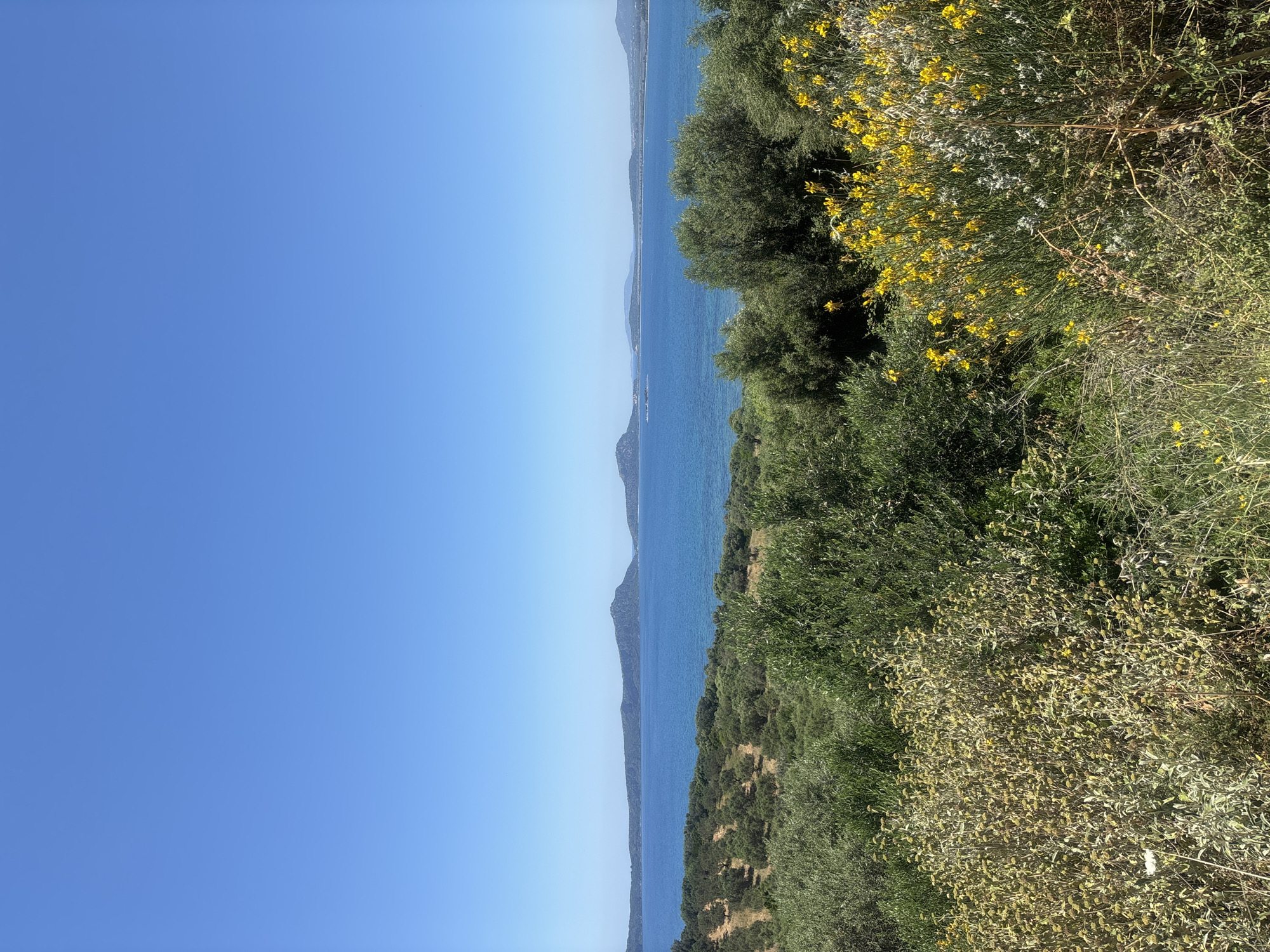 The image captures a view of the Ionian Sea from what appears to be an elevated position near Pylos, Greece. Lush green vegetation, including trees and bushes with some yellow flowers, occupies the right side of the frame, suggesting a hillside or cliffside location. In the center of the image, the blue Ionian Sea extends toward the horizon, with visible landmasses in the distance. The left side of the image is dominated by a clear, bright blue sky. No people are visible in the scene. The overall impression is one of a natural, scenic landscape.