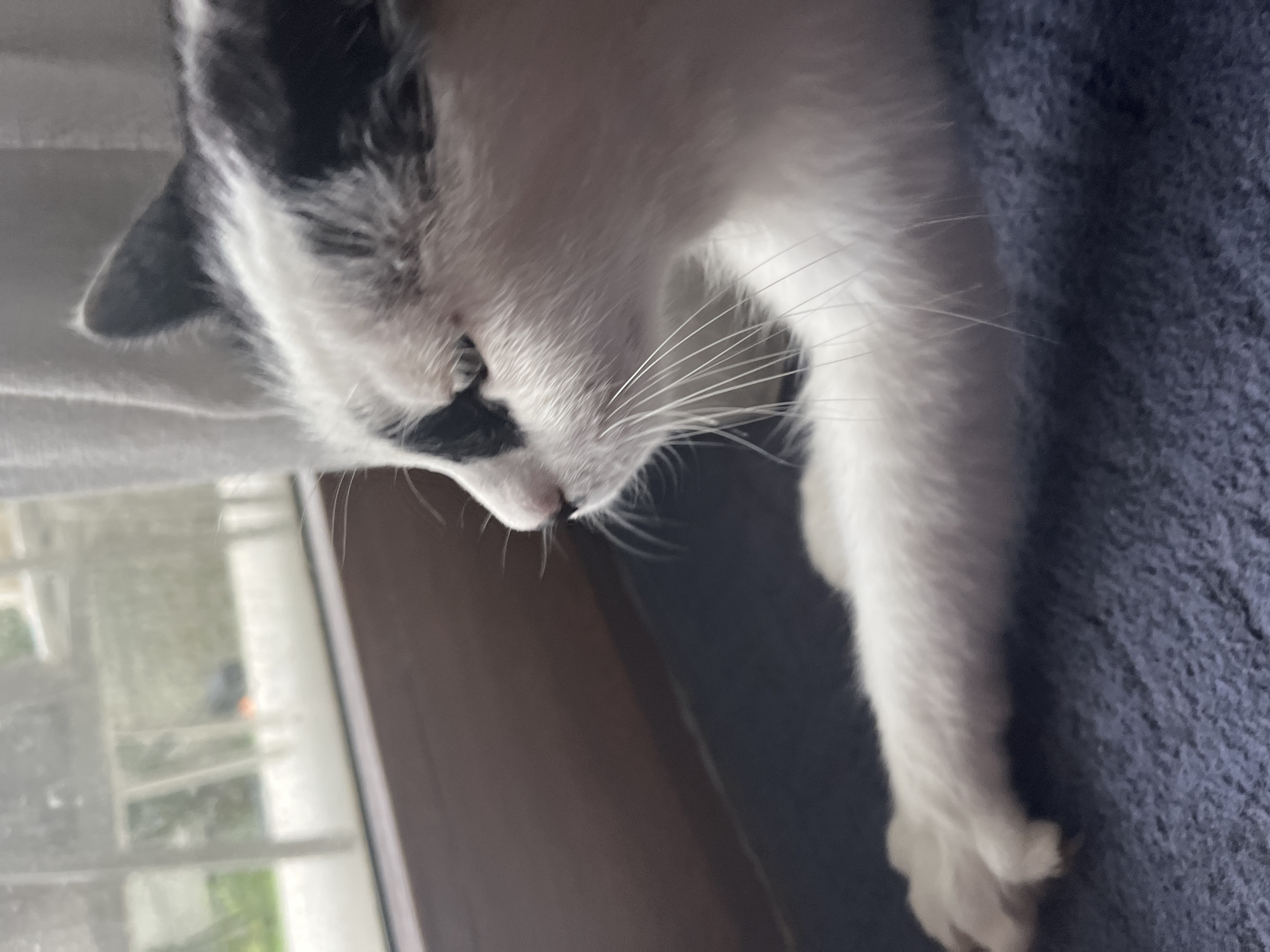 A close-up, eye-level shot shows a black and white cat lying on a dark blue, textured surface, possibly a rug or blanket. The cat is facing left, with its head turned slightly towards the camera. Its white fur is visible on its face and chest, with black markings on its head and ear. The cat's left paw is extended forward, resting on the surface. Behind the cat, there is a wooden ledge and a window, through which a blurred outdoor scene with greenery and some structures can be seen. A white curtain is partially visible to the right of the window. The overall lighting suggests an indoor setting with natural light coming from the window. The image appears to have been taken in a residential area in Ureki, Georgia, given the context provided, likely a domestic cat in a home environment.