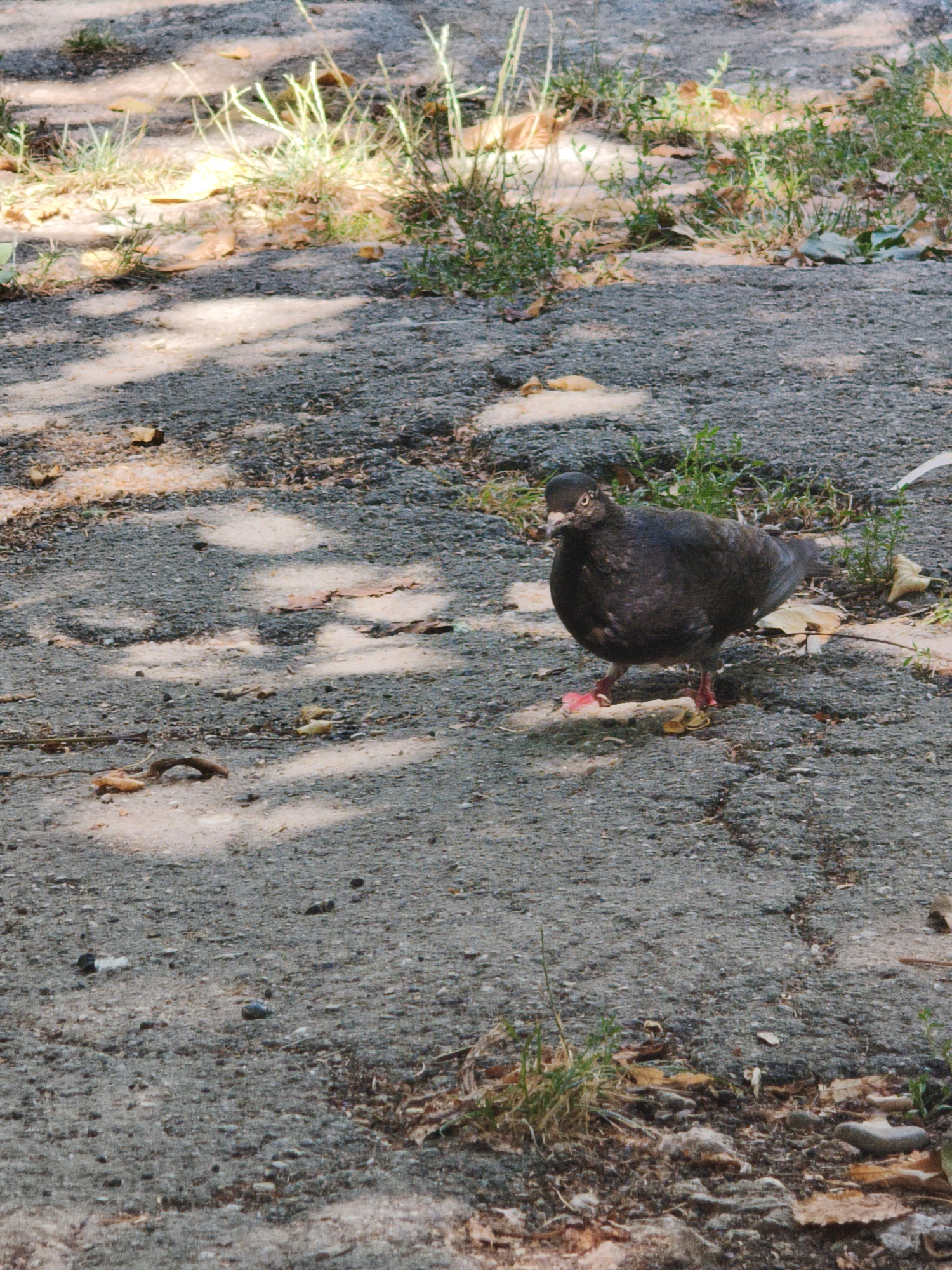 The image depicts a pigeon standing on a cracked asphalt surface, possibly a sidewalk or pathway, in Chișinău, Moldova. The pigeon is dark gray with reddish feet and is positioned facing the viewer. The ground is littered with fallen leaves, small stones, and some patches of dry grass. Sunlight filters through unseen foliage, creating dappled shadows on the ground. The background consists of more of the same asphalt and sparse vegetation. There are no other visible subjects or human presence in the frame.