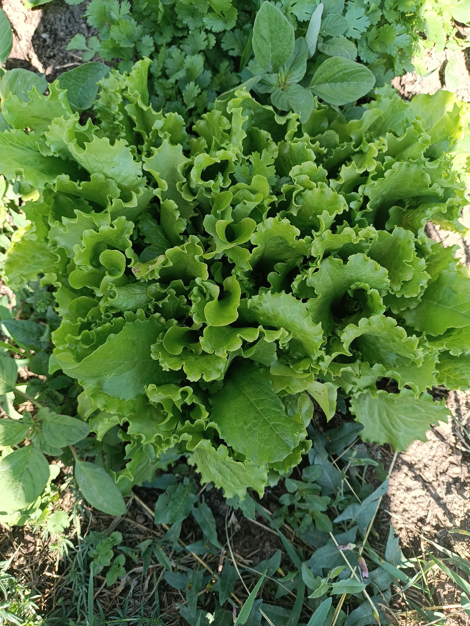 A top-down, close-up shot shows a head of bright green, ruffled lettuce growing in a garden. The lettuce leaves are tightly packed and crinkled, with a vibrant, healthy appearance. The edges of the leaves are serrated and slightly curled, creating a textured surface. The lettuce is surrounded by other greenery, including what appears to be cilantro and other leafy plants, as well as some dry grass and soil. The scene is illuminated by natural sunlight, casting dappled shadows on the ground and highlighting the fresh green of the lettuce. The overall impression is one of growth and natural abundance in an outdoor setting. There is no visible text.
