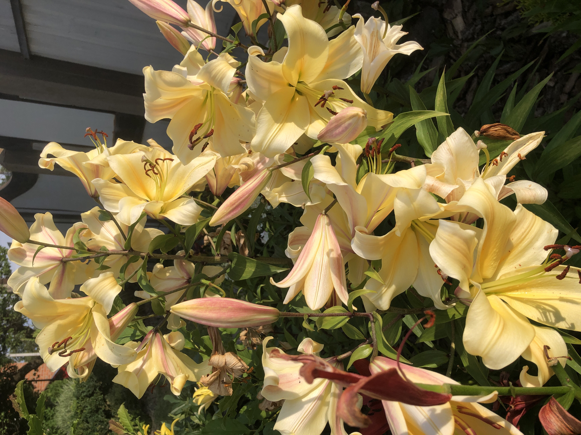 This is a close-up, high-angle, eye-level photograph of a cluster of large, pale yellow lilies with pink streaks. The lilies are in various stages of bloom, with some fully open and others still in bud. The stamen of the open flowers are a deep reddish-brown. The lilies are growing in a garden setting, with green foliage visible in the background. To the right of the lilies, a section of a light gray, weathered wooden fence is visible, with a hint of a darker gray vertical structure behind it. The lighting suggests it is late afternoon or early evening, with warm sunlight illuminating the flowers. The scene is located in Radomyshl, Ukraine, and appears to be a private garden or a public park. There are no people or animals visible in the image. The overall impression is one of natural beauty and tranquility.