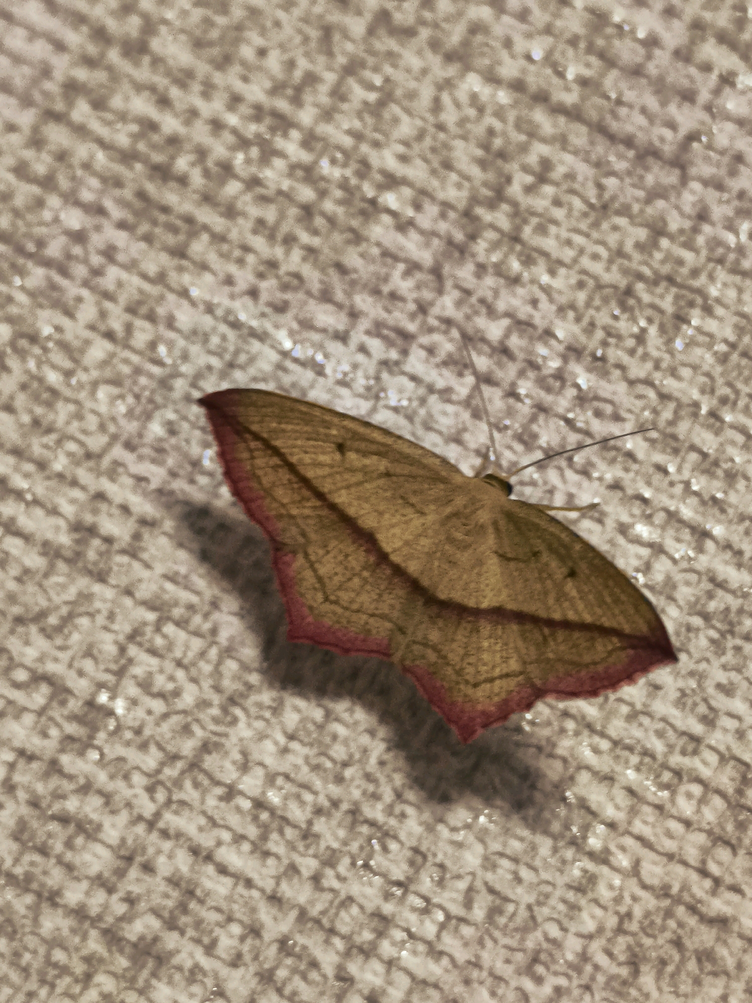 A close-up, high-angle shot shows a brown moth with a dark red outline on its wings resting on a textured, light brown surface that appears to be made of woven material. The moth is positioned diagonally in the frame, with its wings partially open. The surface has small, reflective specks scattered across it, possibly due to light interacting with moisture or glitter. The background is out of focus, emphasizing the moth as the main subject. The scene appears to be indoors or in a sheltered outdoor area given the lighting. No people or specific locations are visible.