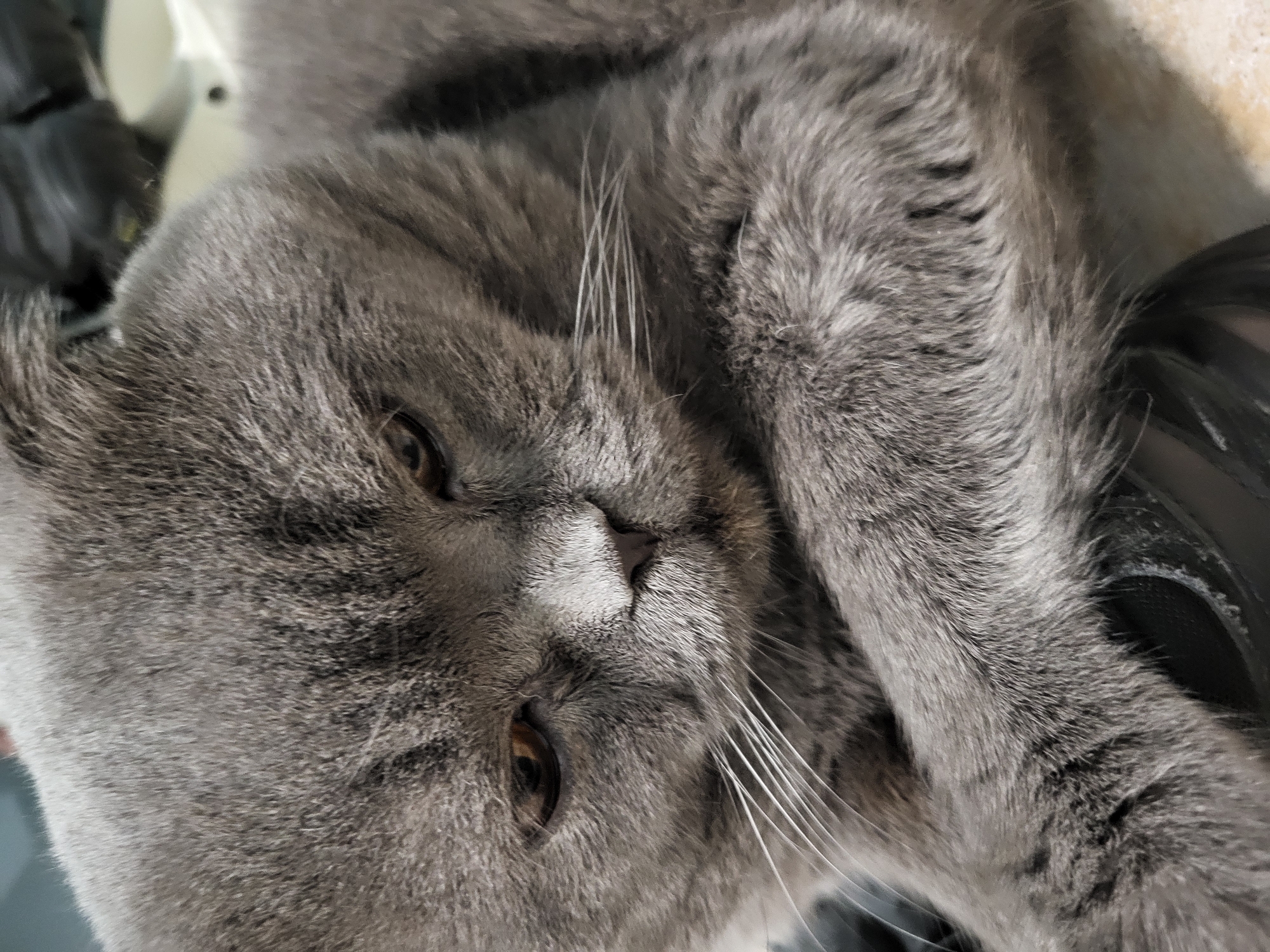 A close-up, head-and-shoulders shot shows a grey cat with folded ears. The cat is lying down and looking down and to the right. The cat's fur is dense and soft. The background is blurred, but appears to be an indoor setting with some dark objects in the distance.