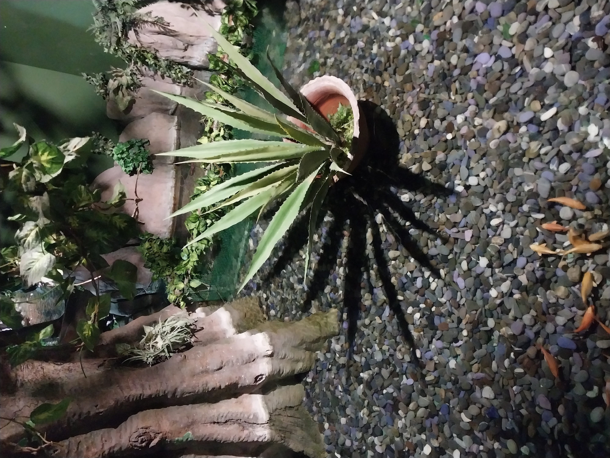 The scene appears to be an indoor display, possibly a terrarium or a small exhibit mimicking a natural environment. A potted agave plant sits atop a pile of rocks covered in small pebbles. There is vegetation growing near the rocks. A group of small, orange fish swim among the pebbles. The artificial nature of the environment suggests it may be located in a zoo or botanical garden in Sochi, Russia.