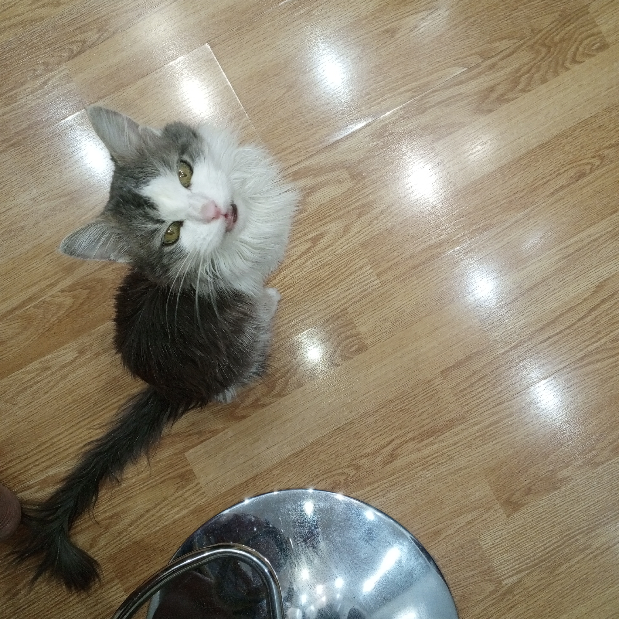 A gray and white long-haired cat is sitting on a light brown wood-patterned floor next to a silver stool with a footrest. The cat is looking up at the camera. The location is unknown, but specified as the city of Gremyachinsk, Russia.