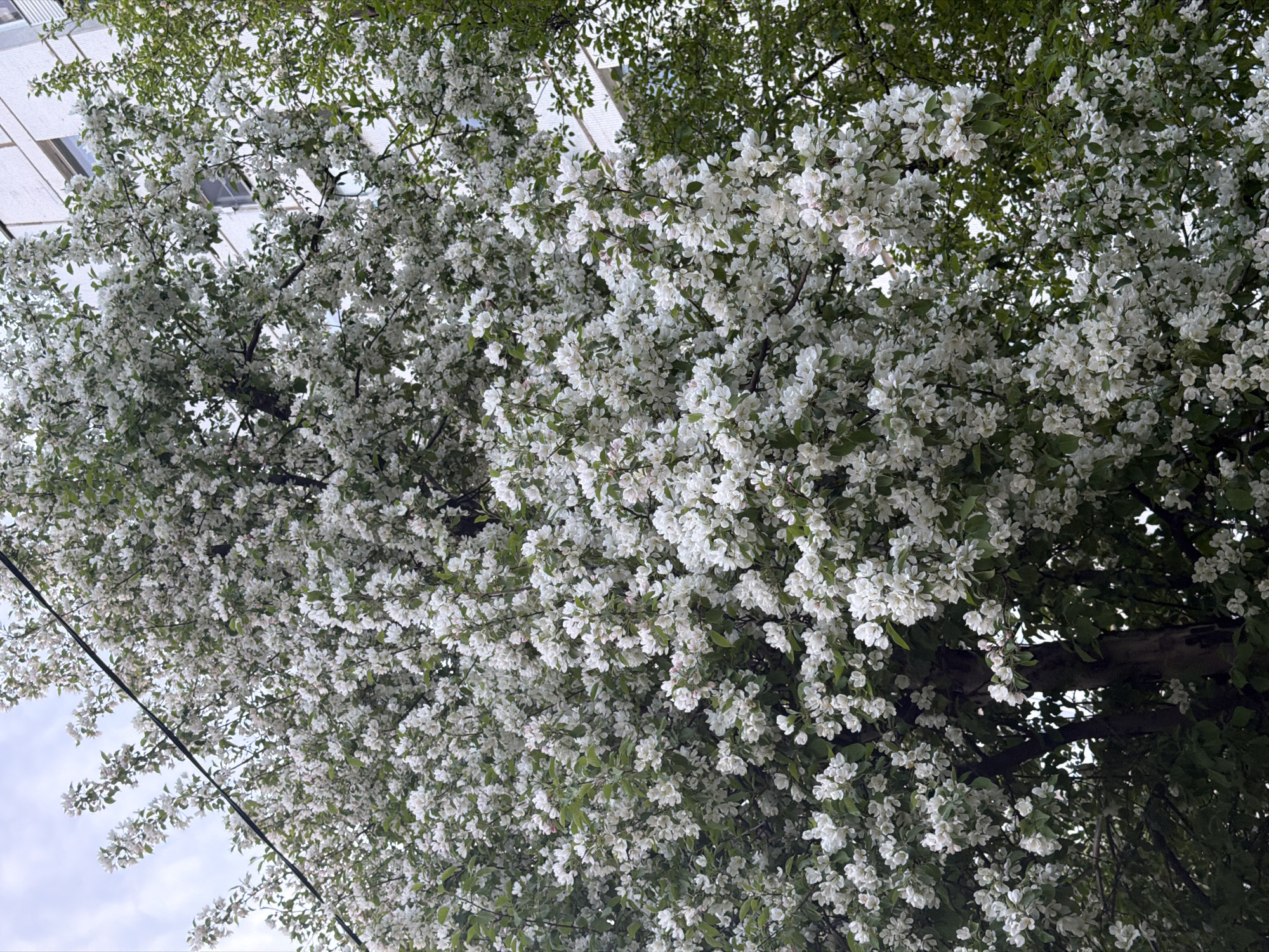 The image depicts a blossoming tree, likely in the spring, with white flowers covering its branches. Some green leaves are visible amongst the flowers. In the background, a portion of a white building with windows is visible. A power line runs through the frame. The image does not contain evidence to specifically place this photo in the city of Chaikovsky, Russia. The scene does not include any people or interactions.