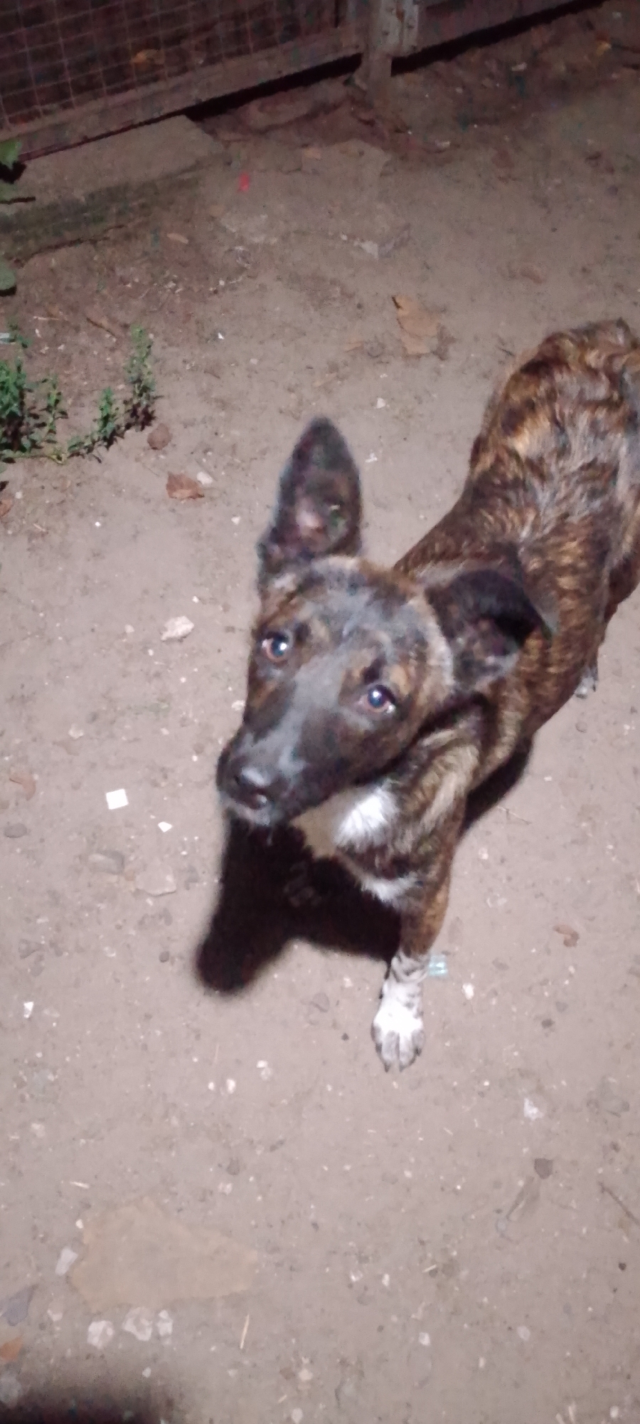 A medium-sized dog with brindle fur and white markings on its chest and paws stands on a dirt ground. The dog's ears are perked, and its gaze is directed upward. The background shows a fence with a wire mesh and wooden posts, with some greenery visible to the left. The scene appears to be outdoors, possibly in a yard or alleyway, in the city of Belgorod, Russia. The lighting suggests it might be evening or a dimly lit area. There are no people present in the image, and the focus is solely on the dog. The ground is uneven and appears to be a mix of dirt and small stones, with some scattered debris.
