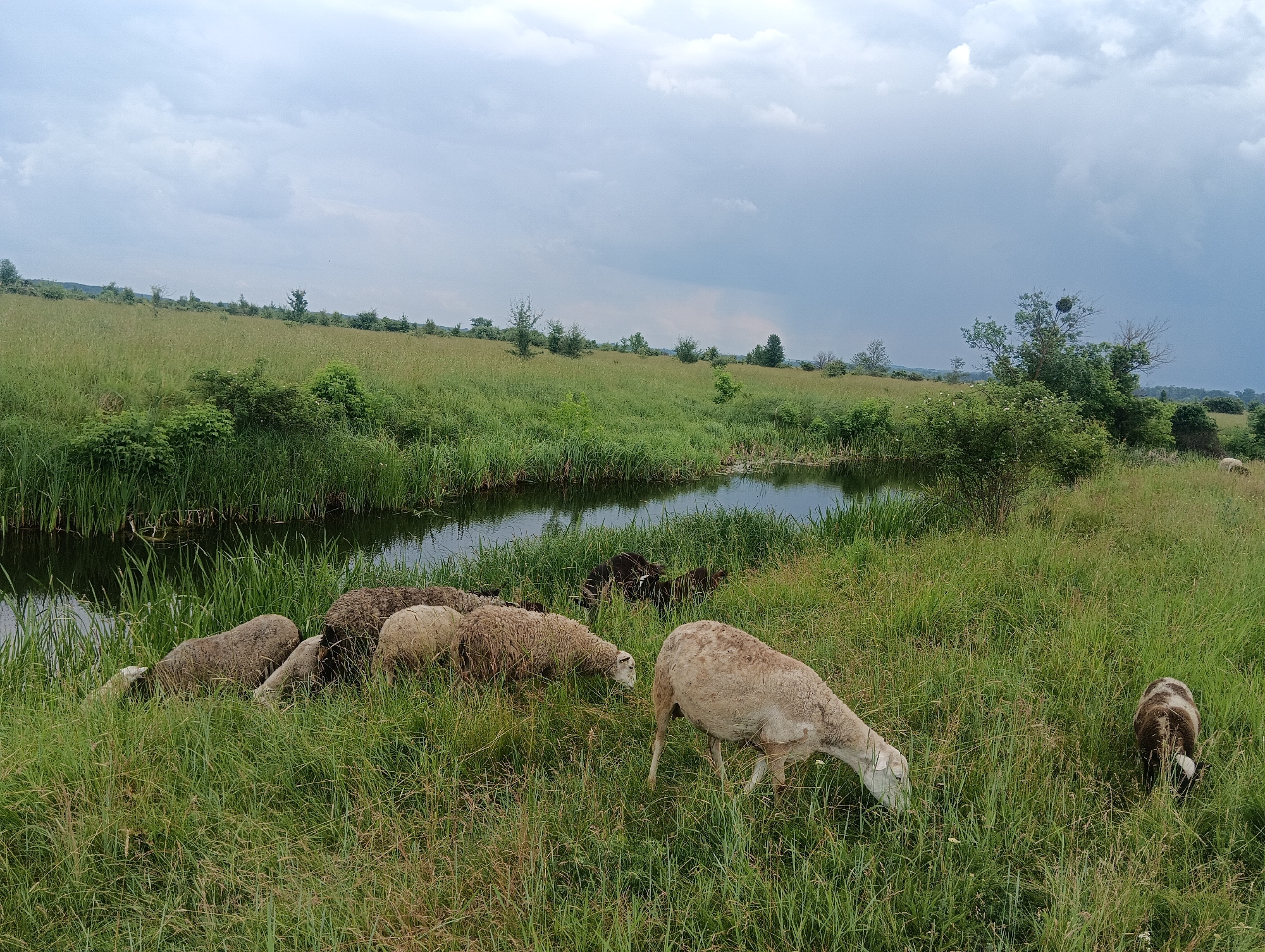 In a grassy field with a cloudy sky, a herd of sheep grazes near a narrow body of water. The sheep are various shades of white, brown, and black, and several are actively eating grass. The water is flanked by tall reeds, and beyond the field, rolling hills covered in grass and scattered trees stretch towards the horizon. The overall scene depicts a natural, rural landscape under an overcast sky.