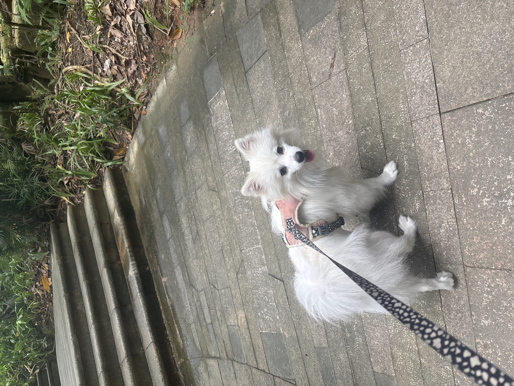 A white Pomeranian dog wearing a pink harness and a black and white patterned leash stands on a paved walkway. The walkway is made of large, rectangular stone tiles and is wet in places. To the left of the walkway are a set of stone stairs leading upwards. Lush green foliage and some fallen leaves are visible on the right side of the walkway and behind the stairs. The dog is looking towards the camera with its tongue slightly out. The scene appears to be outdoors in a park or natural area, possibly in Nanhai District, China, given the presence of stone stairs and abundant vegetation.