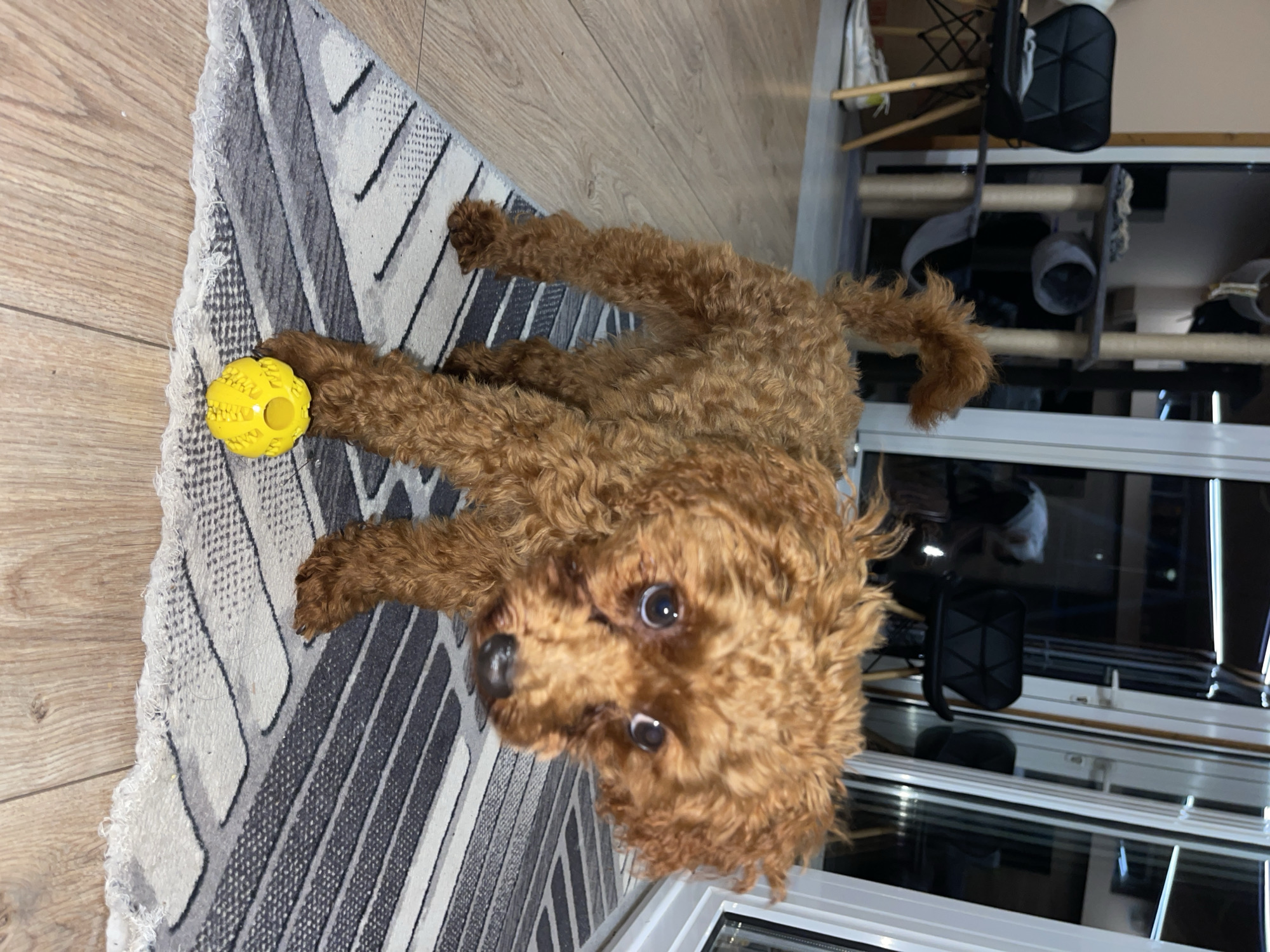 A small, brown, curly-haired dog, resembling a Poodle or Poodle mix, is the central subject of this indoor photograph. The dog is lying on a patterned rug, with its head turned to look directly at the camera. Its fur is a rich, reddish-brown color, and its wide, expressive eyes convey a sense of curiosity and alertness.
Adjacent to one of the dog's front paws is a bright yellow, textured rubber ball with a circular hole, suggesting an ongoing or recent playtime. The rug features a geometric design with stripes and zigzags in various shades of gray, white, and black. The rest of the floor is covered in light-colored wooden planks.
The background reveals a domestic setting, likely a living room or common area. A large window or glass door is visible, showing dark reflections that suggest it is evening or nighttime. To the right of the dog, a multi-level cat tree with scratching posts and various platforms stands, indicating a household that accommodates both canine and feline companions. Other indistinct household items, including a black bag, are partially visible on shelves or furniture in the background. The overall scene captures a moment of playful domesticity. There is no visible text in the image.