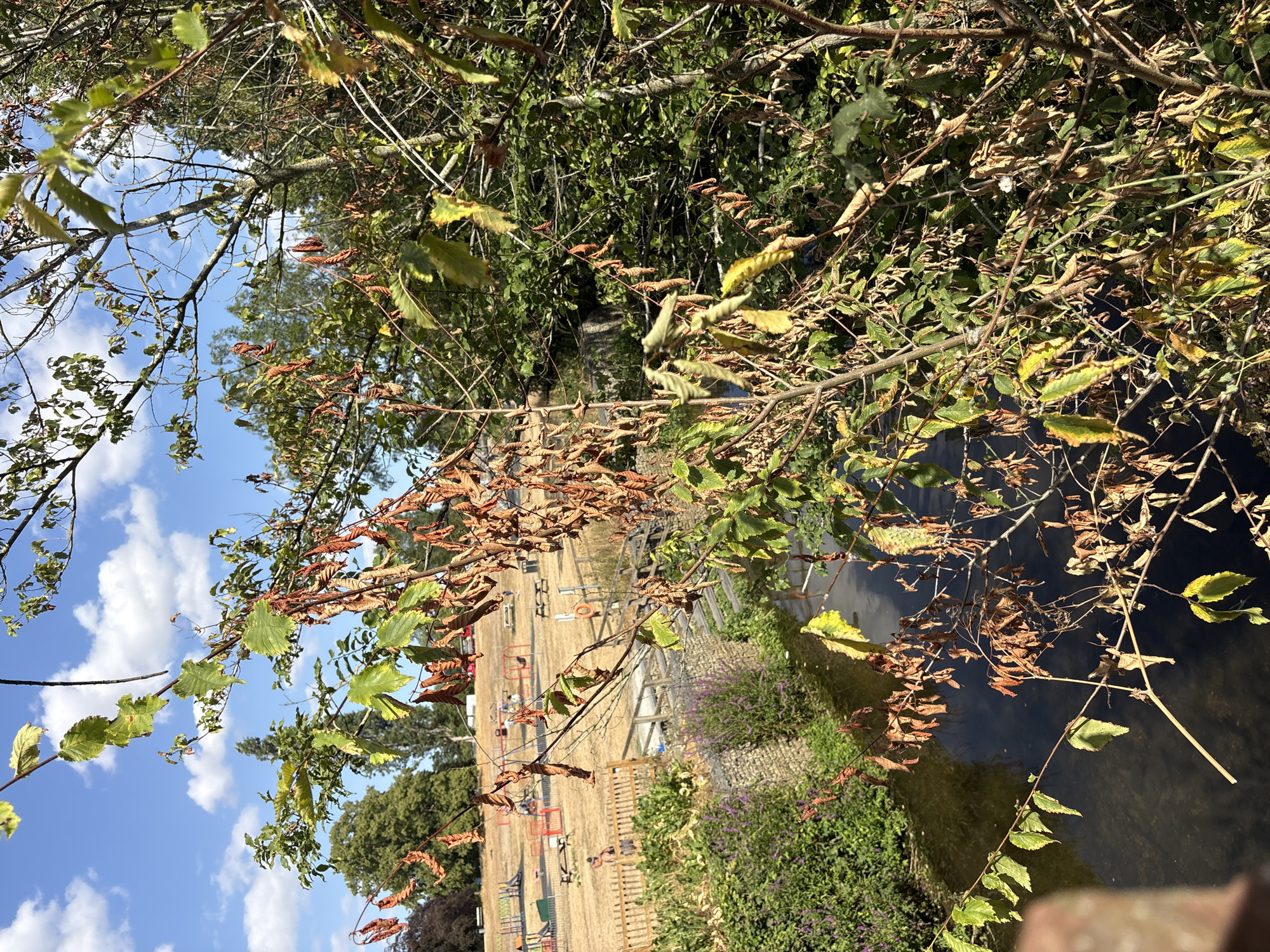 This media file depicts an outdoor scene in Chelmsford, United Kingdom. The perspective is looking downwards through tree branches, some of which have dried, brown leaves, while others still bear green foliage. The branches frame a view of a construction site with a body of water alongside it. The construction area appears to be a grassy field with various pieces of equipment, including what looks like scaffolding, wooden barriers, and possibly playground equipment. There is a visible pathway or road within the site.
To the right of the construction site, there is a river or canal with dark, still water. Along the bank of the water, there is lush green vegetation with small purple flowers. The sky, visible through the tree branches, is a bright blue with scattered white clouds, suggesting a pleasant, sunny day. The overall impression is one of an autumnal scene, with the changing colors of the leaves indicating the season. No people are clearly visible, but the presence of construction equipment suggests ongoing work. The lighting indicates it is daytime, likely mid-morning or afternoon due to the clear sky and shadows.