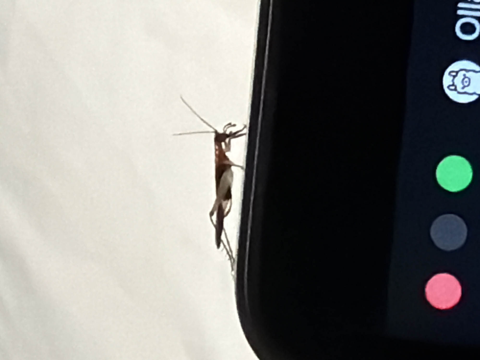 A small, light brown insect with long antennae is perched on the edge of a black electronic device. The insect is positioned in the center of the image, facing left, with its legs gripping the surface. The background is a softly lit, textured off-white surface, possibly a bedsheet. Below the insect, on the black surface of the device, are three circular colored indicators: red on the left, grey in the middle, and green on the right. To the far right of these indicators, a white circular icon containing a cartoon llama-like creature is visible, followed by the white text "Olla". The image appears to be taken indoors, in Ban Phonsavang Neua, Laos.