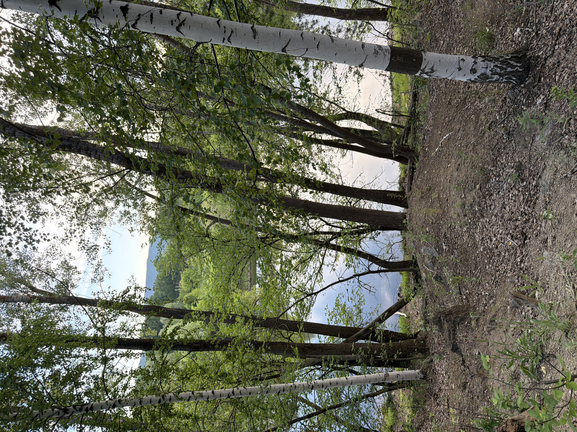 The image depicts a natural scene near the city of Volzhsky, Russia. The foreground is dominated by a dirt embankment covered in fallen leaves and sparse vegetation. Several trees, including birch trees with their distinctive white bark, are positioned in the foreground and midground, their branches creating a natural canopy. In the midground, a body of water, likely a river or lake, is visible, reflecting the sky and surrounding foliage. The background features a gentle slope covered with trees, leading to a distant, hazy horizon with hills. The sky is partly cloudy, with soft light filtering through the trees. There are no people or animals visible in the image, and no specific structures are apparent, suggesting a natural, undeveloped area.