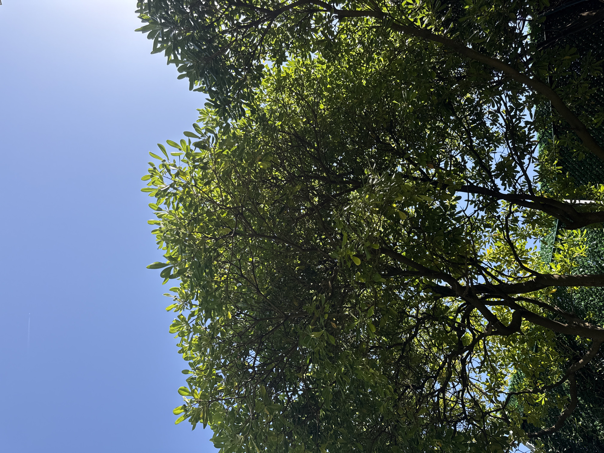 The image shows a low-angle view looking up through the dense, green canopy of a tree against a clear blue sky. The leaves are lush and vibrant, with sunlight filtering through, creating dappled patterns and highlighting the texture of the foliage. The branches of the tree are dark and gnarled, forming an intricate network against the bright sky. On the left side of the image, a bright, hazy area suggests the sun is high in the sky. A faint white contrail from an airplane is visible in the upper left quadrant of the sky. The scene conveys a sense of peacefulness and natural beauty, evoking a warm, sunny day. The location is Sant Feliu de Guíxols, Spain, suggesting a Mediterranean climate. There is no visible text in the image.
