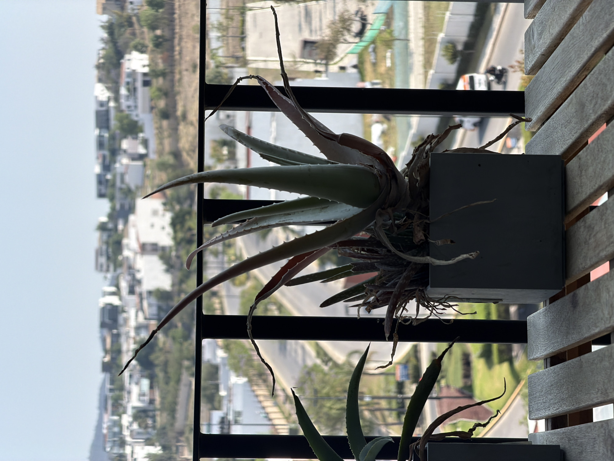 A still shot captured from a high-rise apartment, overlooking a hillside residential neighborhood, likely in Santa Clara Ocoyucan, Mexico. An Aloe Vera plant in a dark grey square pot is affixed to the outer balcony railing, constructed of horizontal, weathered wood slats. The railing is part of a grid of black metal. In the background, a suburban landscape of closely packed, modern, white houses extends down a sloping hillside. Roads curve through the landscape, with vehicular traffic visible. The sky is light and slightly hazy.