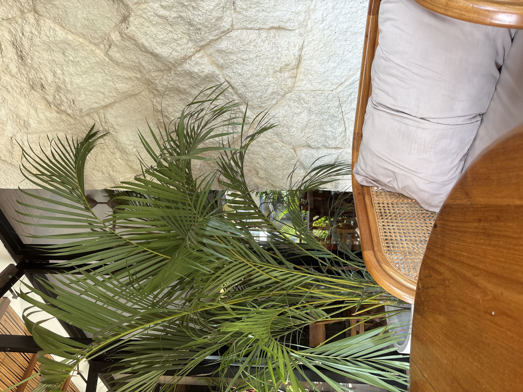 The image depicts an indoor setting. A light-colored, roughly textured wall serves as a backdrop. In the foreground, a tropical plant with long, green fronds dominates the left side. Adjacent to the plant is a wooden chair with a woven cane back and a light grey cushion. A portion of a wooden table is visible to the right of the chair. The location is Kuta Selatan, Indonesia. No people are visible in the image.
