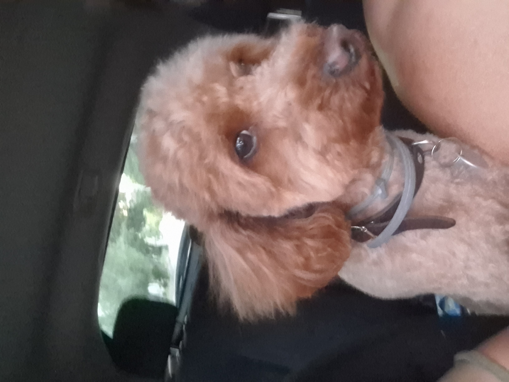 The image shows a close-up of a light brown poodle dog sitting in a car. The dog is wearing a collar and appears to be looking to the right. The background of the image is blurred but suggests a car interior with trees visible through the window. The scene is not specific to Pleven, Bulgaria, or any particular city.