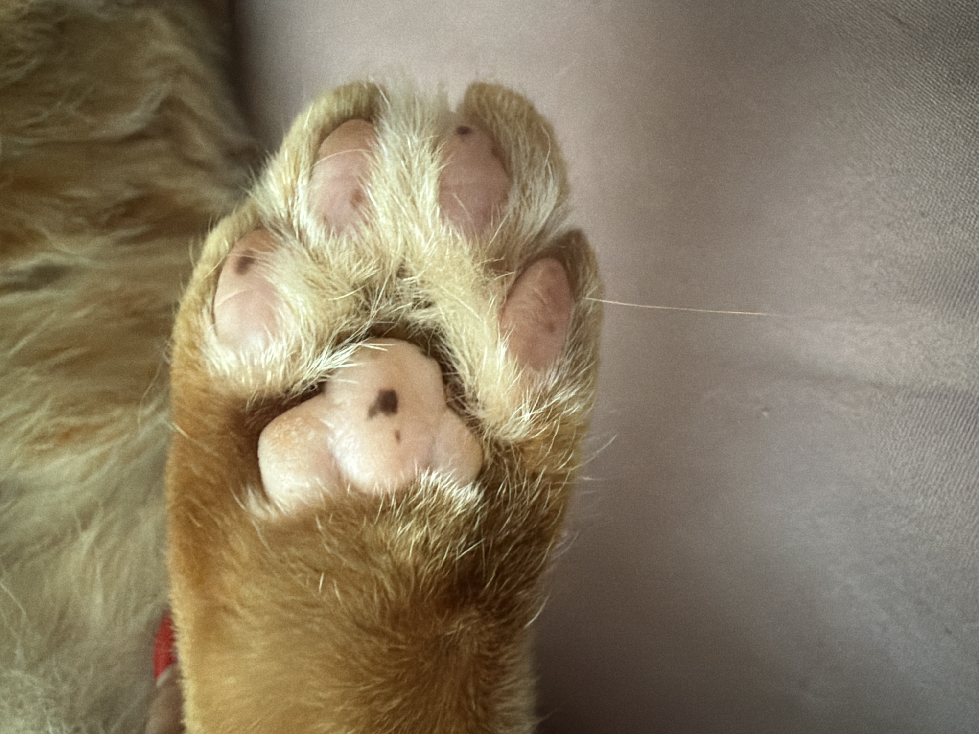 The image shows a close-up of a cat's paw. The paw is orange and furry, with pink paw pads. There are small dark spots on one of the pads. A single strand of light-colored hair is visible near the top of the paw. The background is a light grayish-brown color.