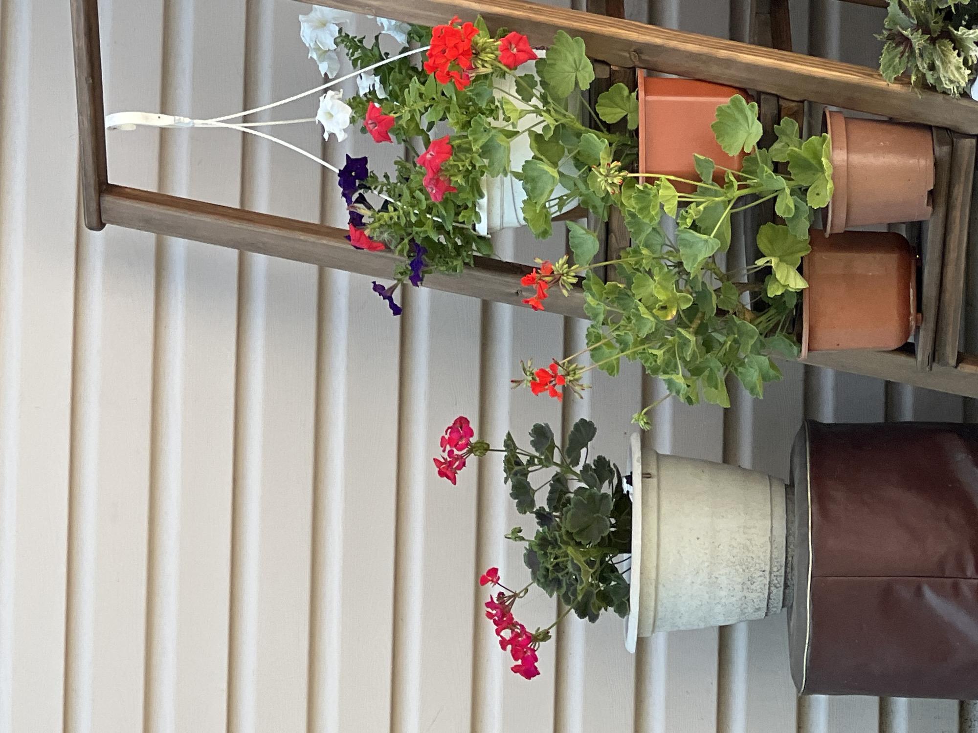 The image depicts an outdoor scene against a light-colored, horizontally-paneled wall, likely siding. A wooden A-frame ladder, stained a medium brown, stands to the right of center. Several potted plants are arranged on the ladder's rungs and on a dark brown, cylindrical object to the left.
On the left, a large, light-colored pot containing bright pink geraniums sits on the cylindrical object. To its right, on the first rung of the ladder, a smaller brown pot holds a plant with green leaves and some small red flower buds. On the second rung, a terracotta-colored pot contains a lush green plant with large, lobed leaves and some red flower buds. Above this, a white pot holds more green foliage and appears to be a placeholder for another plant.
Further up the ladder, various hanging plants are visible. One pot contains deep purple and red petunias, while another holds white and red petunias. The scene appears to be a domestic garden or patio area.
The image does not provide information about the city of Lopatino, Russia, or any specific geographic markers.