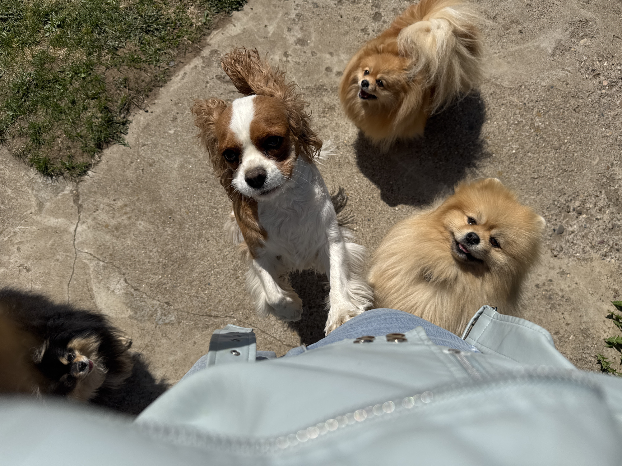 The image shows a first-person view of a person wearing blue jeans and a light blue leather jacket, standing outdoors on a concrete surface. Surrounding the person are four dogs of varying breeds. One is a Cavalier King Charles Spaniel with brown and white markings. Two are Pomeranians, one a lighter tan color and the other a darker tan color, with their tongues sticking out. A fourth dark brown and black dog is visible in the lower left corner of the image. The background features patches of green grass and concrete. The city of Kharnavy, Russia, cannot be confirmed as the location based solely on the visual information provided.