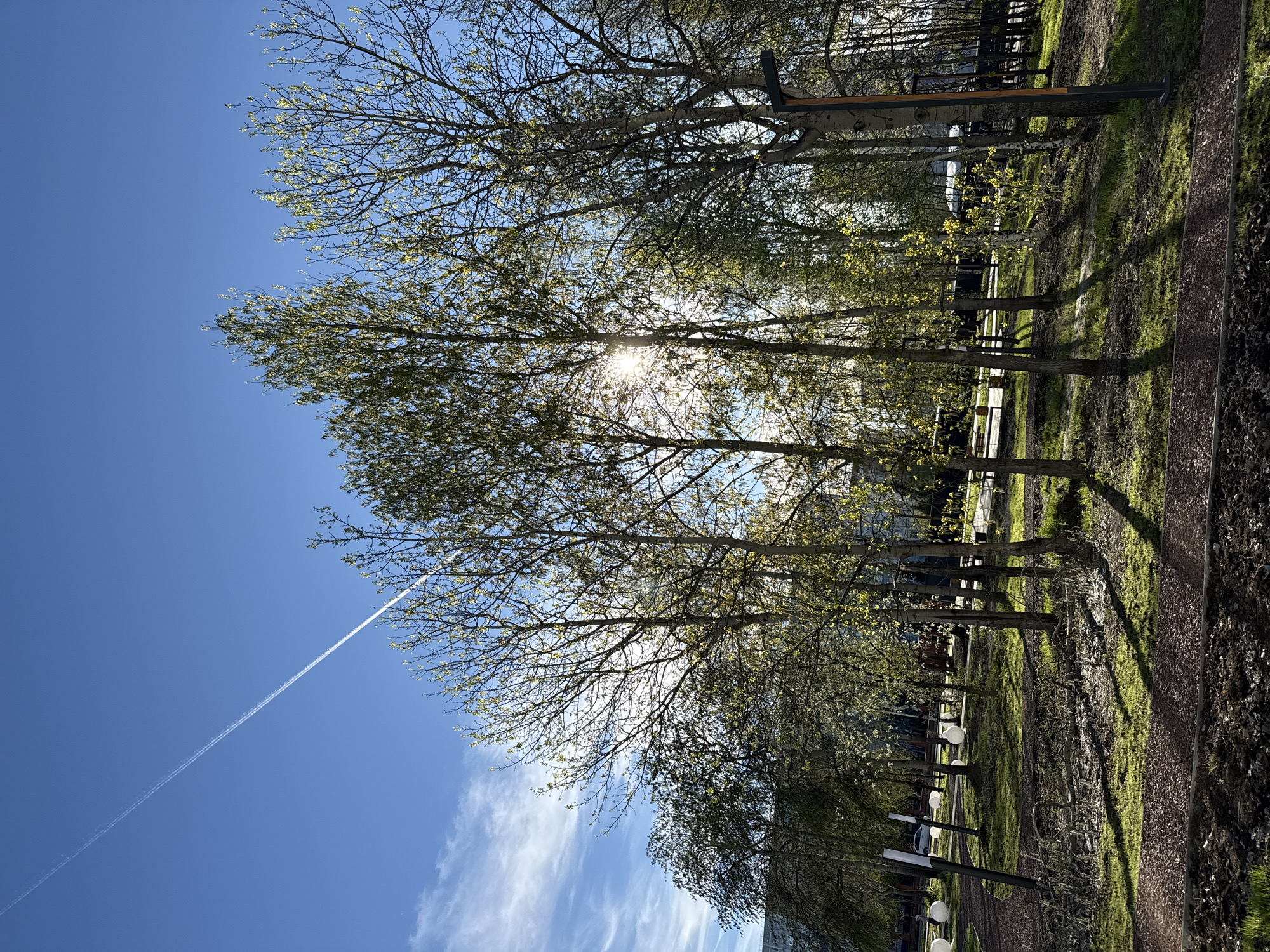 The image shows a park scene, likely in Tobolsk, Russia, based on the general environment and available information. It's a sunny day with a clear blue sky, marked by a contrail from a high-altitude aircraft. A row of slender trees with new spring foliage filters the sunlight, creating dappled shadows on the grassy ground and a walking path alongside. The trees are spaced apart with benches or decorative elements placed beneath them. The scene extends to an area with some structures that may be buildings in the distance. The angle is tilted upwards, looking through the trees towards the sky.