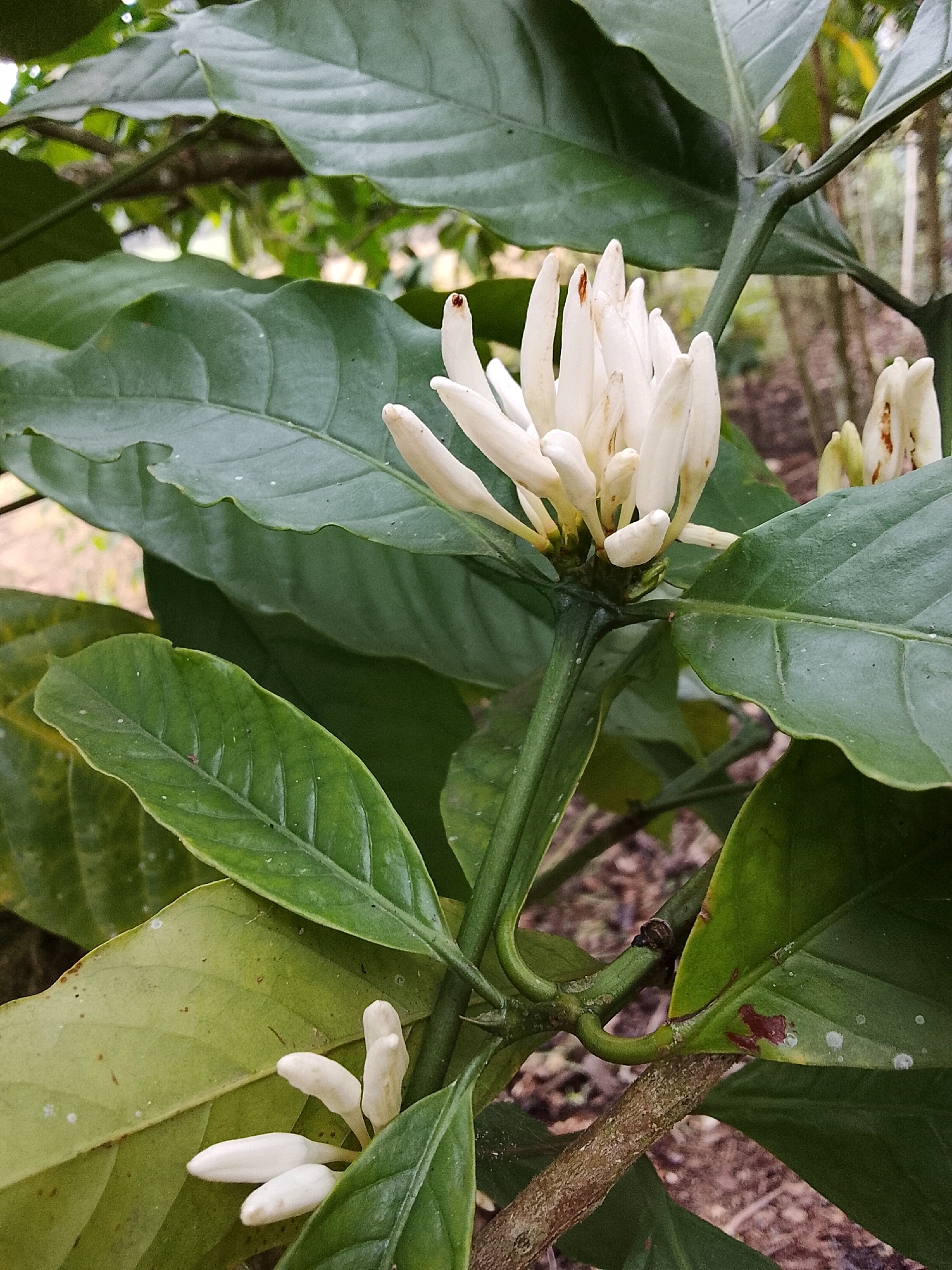 A close-up, eye-level, vertical shot displays a cluster of delicate, white coffee blossoms with yellow centers, some tinged with brown, in full bloom. The flowers, emerging from a dark green stem, are surrounded by lush, deep green foliage. Some of the leaves exhibit subtle brown spots and a few white speckles. The background is softly blurred, revealing a hint of brown earth and other green foliage, suggesting an outdoor environment. The image was captured in Padang Dalom, Indonesia.