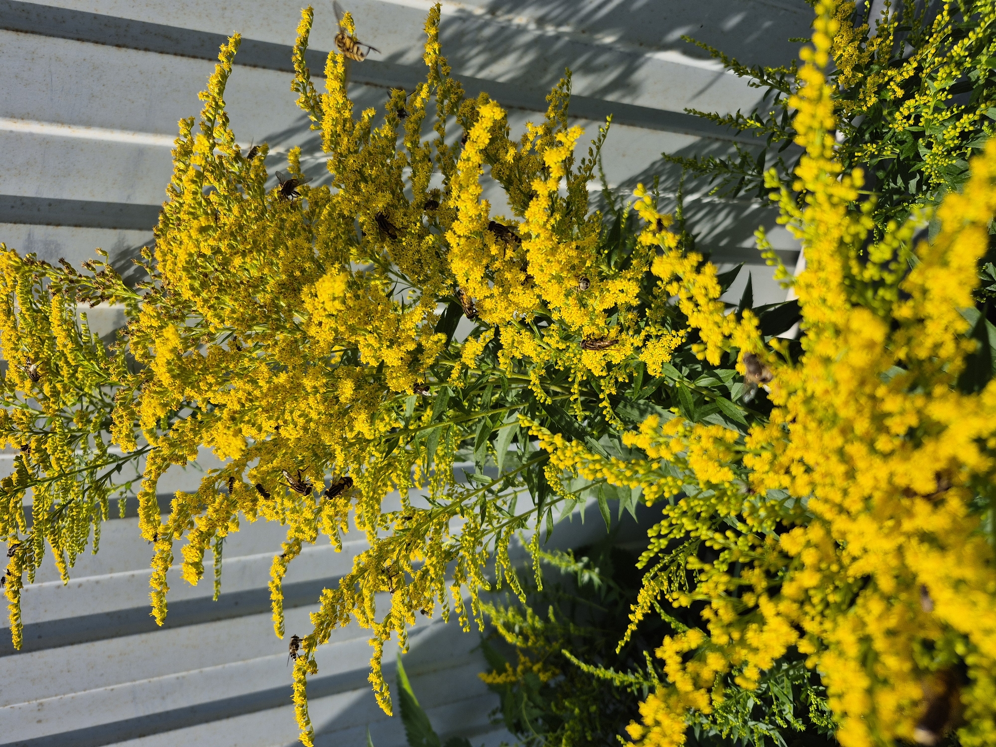 The image shows a close-up of a tall, bushy plant with numerous small yellow flowers. Several insects, likely bees or hoverflies, are visible on and around the flowers, suggesting they are collecting pollen or nectar. The plant is positioned in front of a light gray corrugated metal fence, which shows vertical shadows cast by sunlight. The overall scene suggests an outdoor environment, possibly a garden or natural area within the city of Зелёный Бор, Russia, during a sunny day. The focus is on the plant and the insects, with the fence providing a plain background.