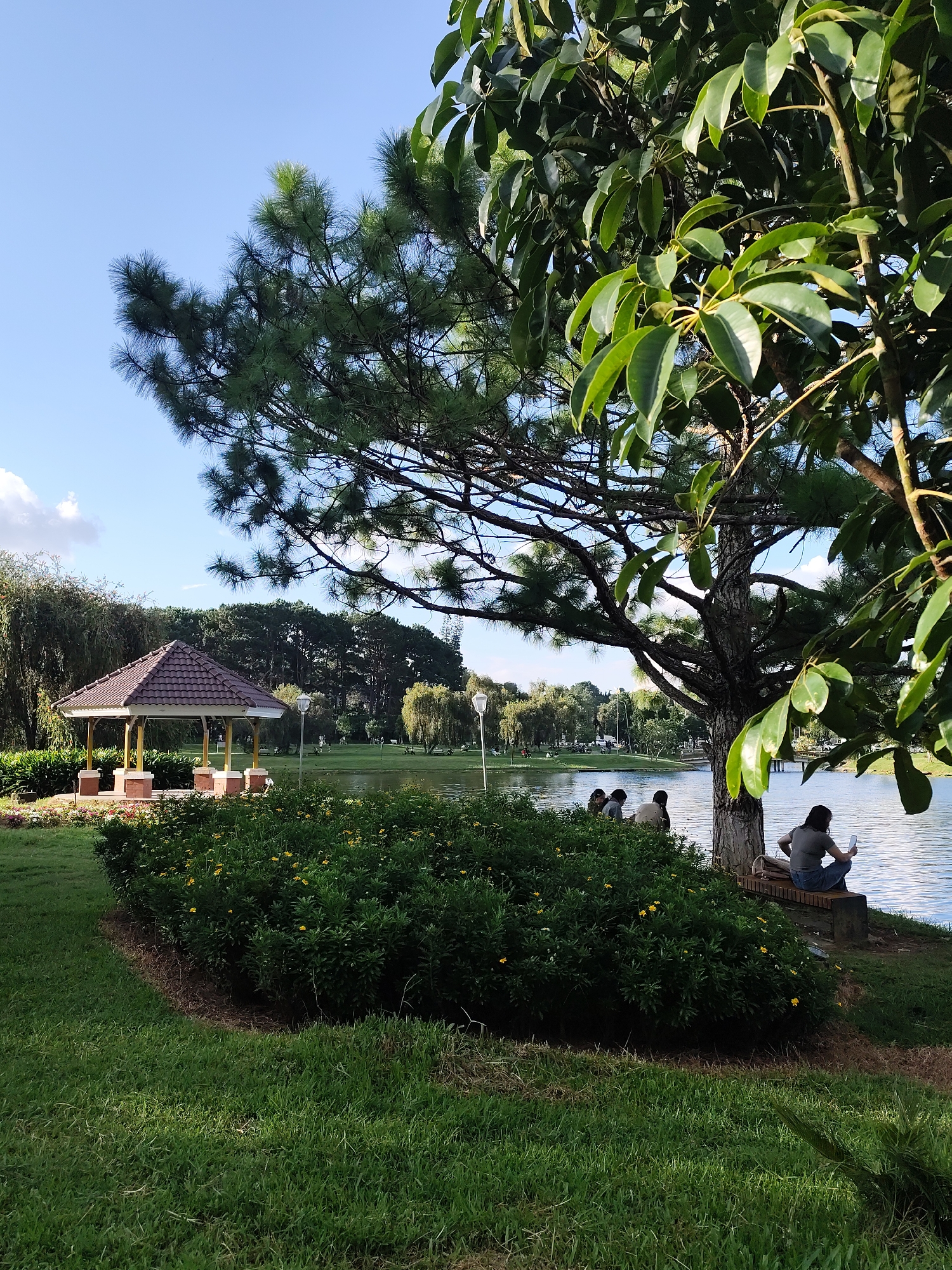 The image depicts a serene park scene at Xuân Hương Lake in Đà Lạt, Vietnam. In the foreground, lush green grass leads to a dense hedge with small yellow flowers. To the left, a traditional gazebo with a brown tiled roof stands on a paved area surrounded by manicured shrubs. Beyond the hedge, the calm, reflective surface of Xuân Hương Lake stretches across the middle ground, dotted with a few distant figures and small boats. A prominent pine tree with its characteristic long needles dominates the right side of the frame, its branches extending towards the sky. Underneath this tree, a woman is seated on a bench by the lake, looking at her phone. Further back, a group of people are gathered near the water's edge. The background features a line of various trees, including pines and willows, against a clear blue sky with a few scattered clouds. The lighting suggests it is a sunny afternoon.