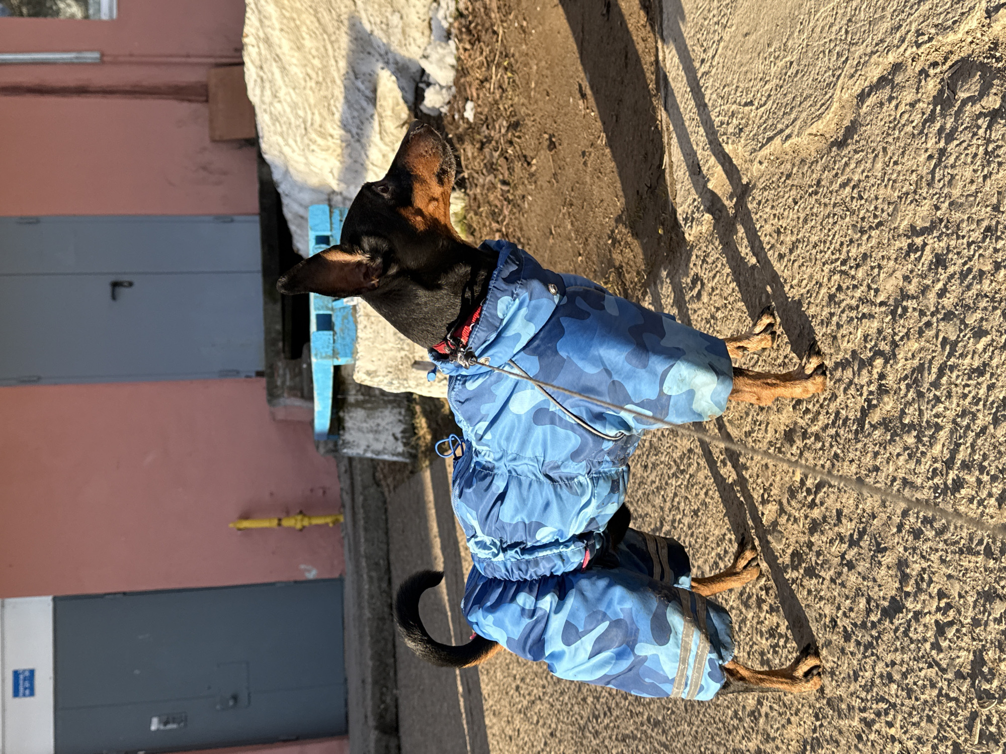 A black and brown Doberman Pinscher is standing on a sunlit concrete pavement near a building. The dog is wearing a blue camouflage patterned coat with reflective stripes on the legs. A leash is attached to the dog's red collar. The building is light pink with a gray door and blue accents on the corner. A patch of snow remains near the building. A yellow gas pipe is affixed to the side of the building. The photograph was taken at ground level. Based on the architecture and known location, the city is likely Chaikovsky, Russia.
