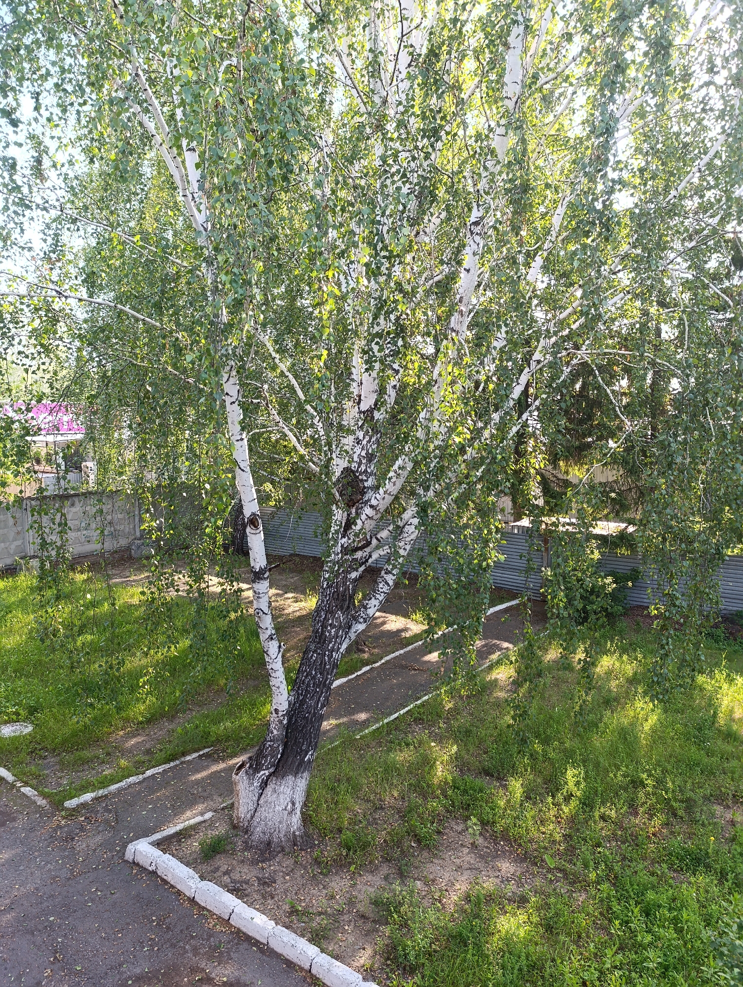 This is a high-angle, eye-level photograph of a birch tree with white bark and green leaves. The tree is the primary subject, dominating the center of the frame. Its branches spread out, with many leaves obscuring the background. The tree is situated on a patch of ground with sparse grass and some dirt. To the left and right of the tree, there are paved pathways with white borders. A grey concrete fence runs horizontally across the mid-ground, with a corrugated metal fence behind it. In the upper left corner, a small portion of a building with a pink roof is visible. The scene is outdoors, with sunlight dappling through the leaves of the tree, casting shadows on the ground. The environment appears to be a residential or semi-public area, possibly a yard or a side street in the city of Tugulym, Russia. There are no people or animals visible in the image, and no specific actions or interactions are depicted. The overall impression is one of a quiet, summery day.