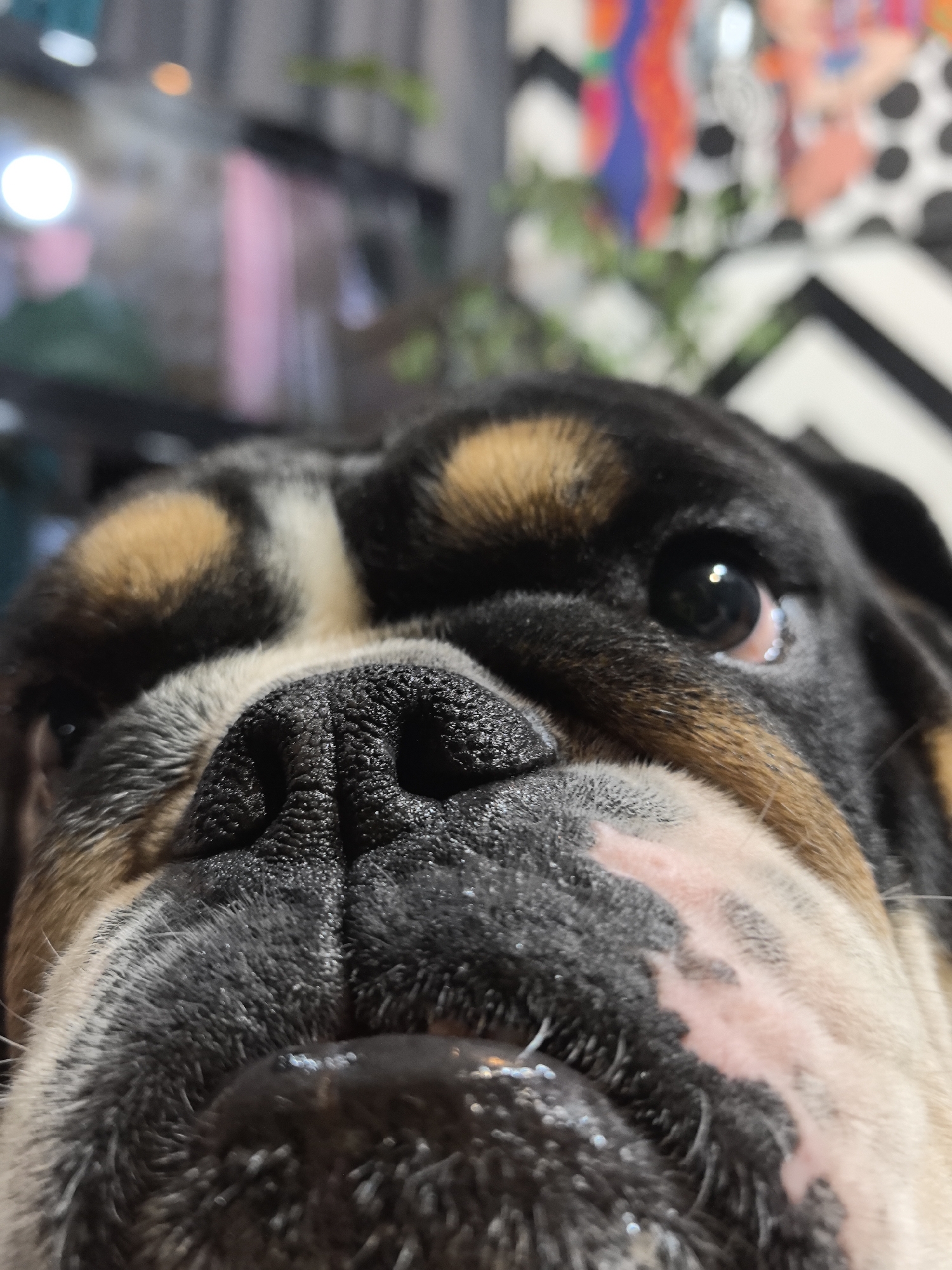 A close-up shot shows a dog's face, specifically its nose and forehead. The dog is likely an English Bulldog or a similar breed due to its wrinkly face and pushed-in nose. The dog's fur is black, brown, and white. In the background, there is a blurry scene that includes objects and patterns that appear to be part of an indoor setting. The location is not determinable from the image. The information about the location being in Noviy, Russia, is not substantiated by the image.