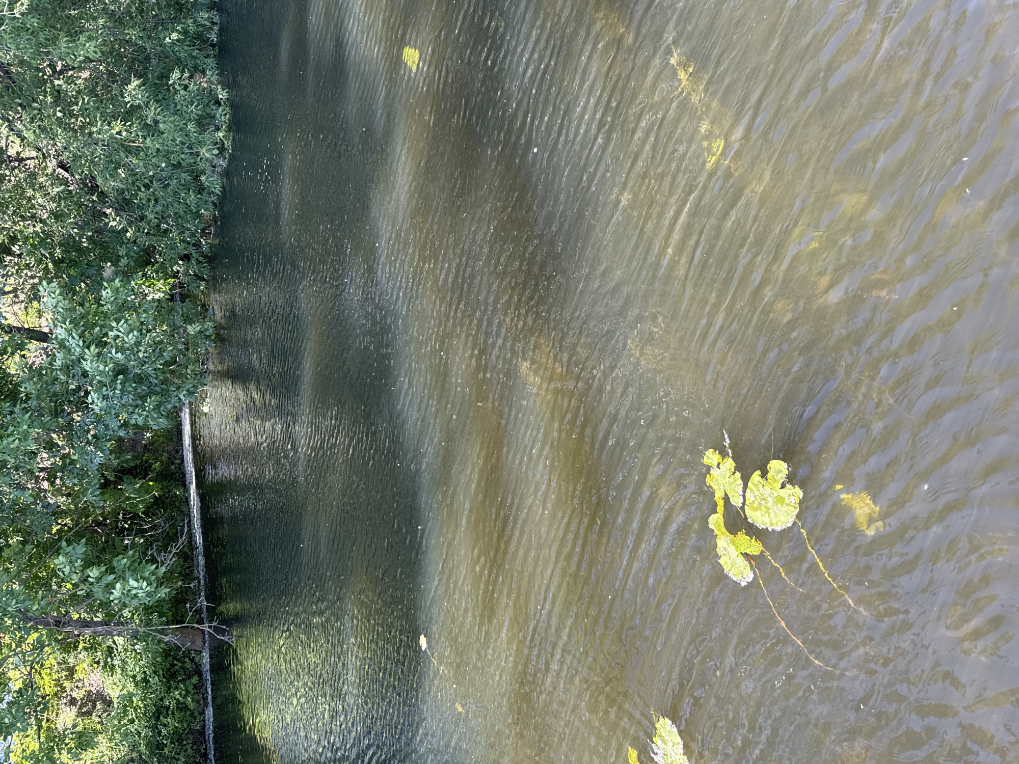 The image depicts a body of water, likely a canal or river, with lush green trees and vegetation lining the bank. The water is dark and rippling, with some lily pads floating on the surface. Sunlight dapples the water, creating patterns of light and shadow. The scene appears to be in a natural setting, possibly a park or natural reserve within the city of Saint Petersburg, Russia, given the dense foliage and calm waters. No people or specific landmarks are visible, contributing to a serene and natural atmosphere.