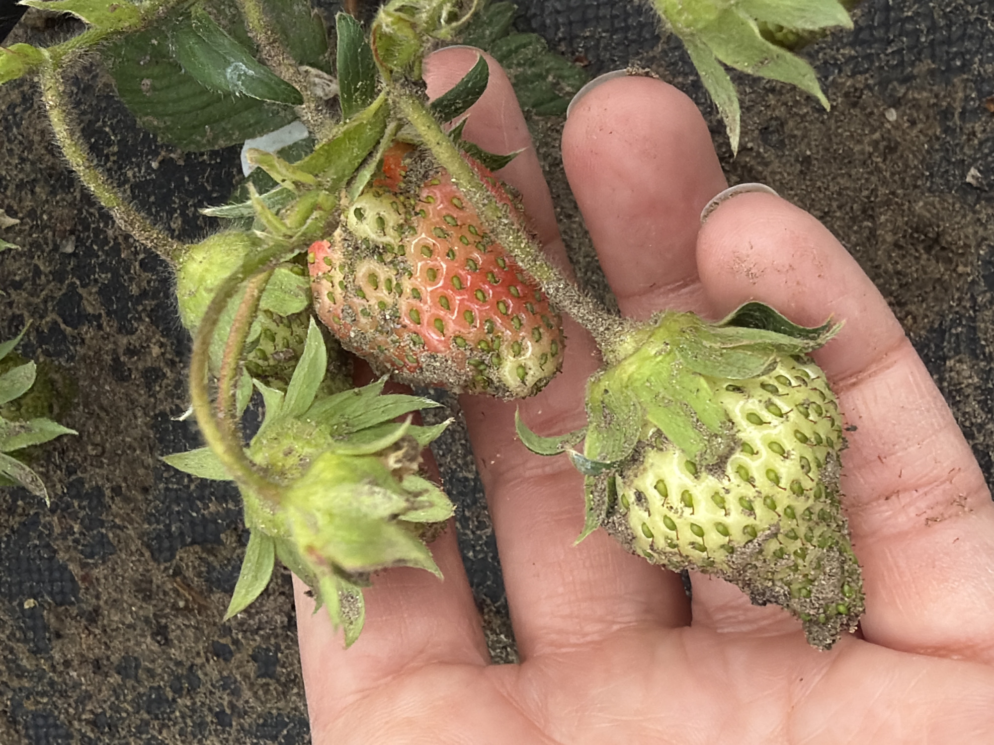 A close-up image shows a hand holding strawberry plants bearing unripe strawberries. The strawberries are mostly green with some reddish coloration on one fruit, and all are covered in dirt/sand. The hand is slightly dirty. The background appears to be a black weed barrier fabric with soil underneath. There's no indication this image was taken in Kamyshin, Russia, and no other specific location is identifiable.