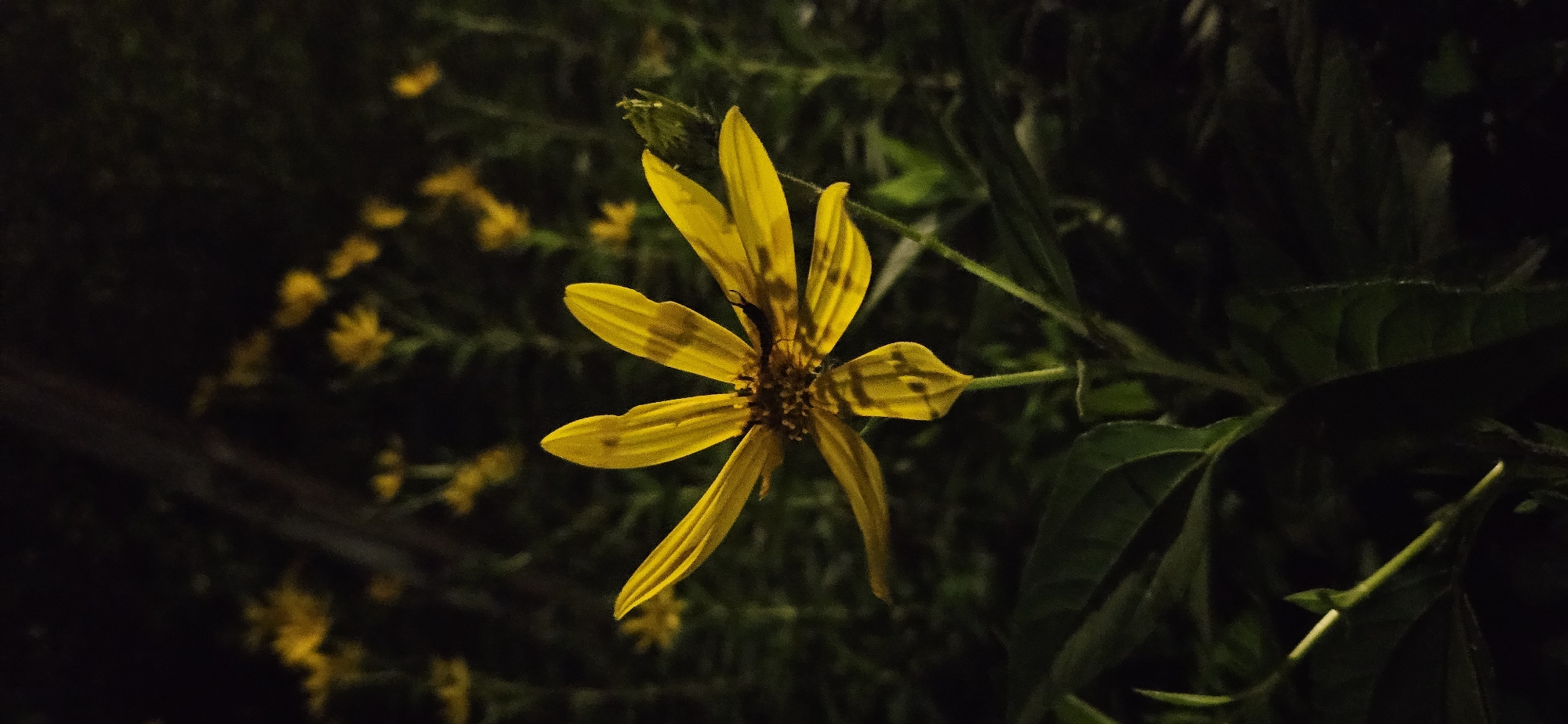 An extreme close-up vertical shot captures a single yellow flower with six pointed petals against a dark, blurred background. The flower, positioned centrally, is illuminated, highlighting its delicate structure and darker speckled markings on the petals. The center of the flower is dark and appears to have some insect activity. The stem and some dark green leaves are visible in the foreground. The background is filled with out-of-focus yellow flowers and dark foliage, suggesting a garden or natural setting at night. There is no visible indication of the location being Vitsebsk, Belarus.